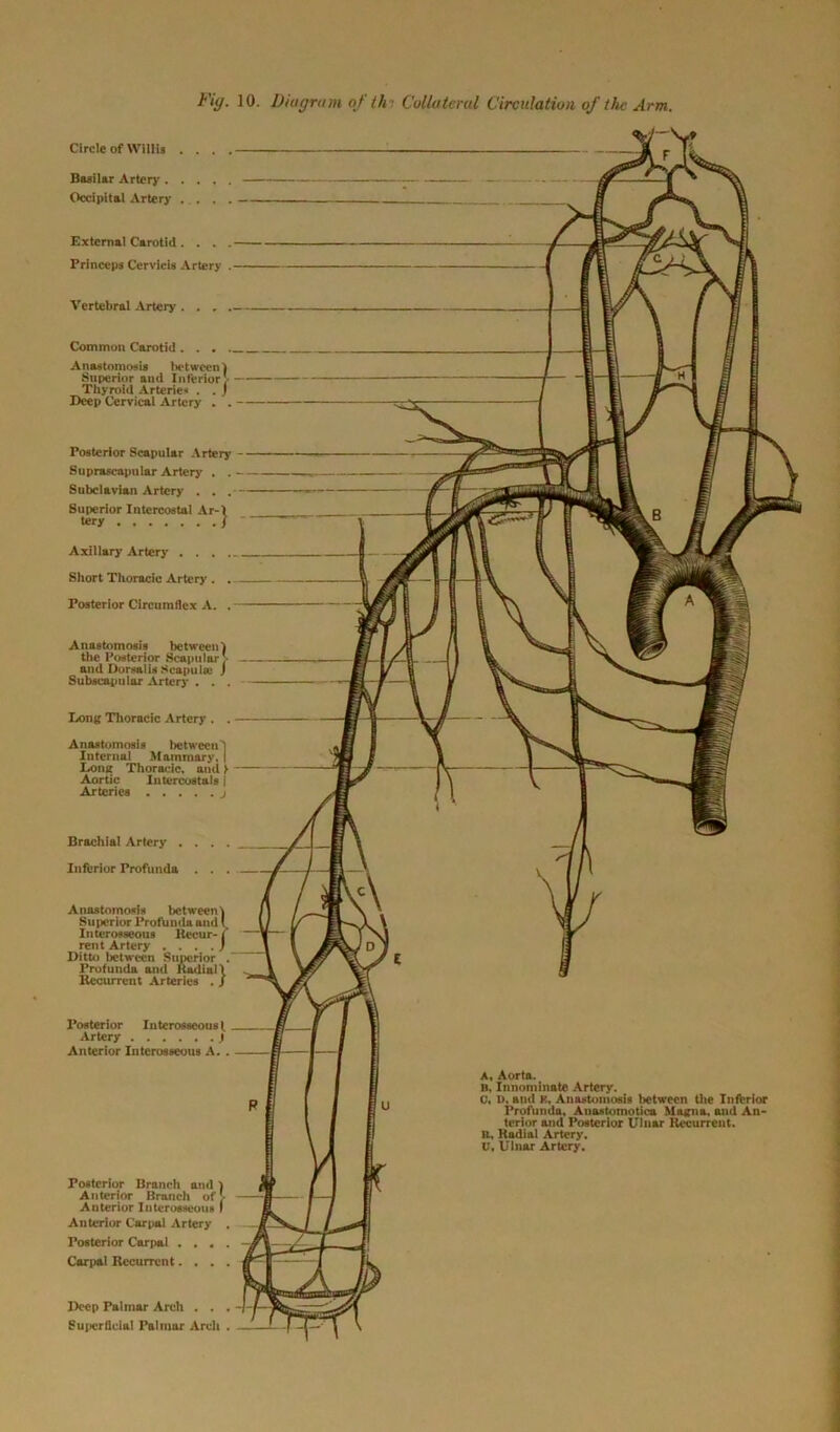 Basilar Artery Occipital Artery . . . . External Carotid. . . . Prineept Cervicis Artery . Vertebral Artery . . . . Common Carotid . . . . Anastomosis l»etwcen) Superior and Inferior'/ Thyroid Arteries . . j Deep Cervical Artery . . Posterior Scapular Artery Suprascapular Artery . . Subclavian Artery . . . Superior Intercostal Ar-\ tery J Anastomosis between) the Posterior Scapular' and Dorsalis Scapula; j Subscapular Artery . . Long Thoracic Artery . . Anastomosis between) Internal Mammary, | Long Thoracic, and > Aortic lutercostals j Arteries j Brachial Artery . . . . Inferior Profunda . . . Anastomosis between) Superior Profunda and Interosseous Recur-1 rent Artery . . . .) Ditto between Superior . Profunda and Radial! Recurrent Arteries . J Circle of Willis . . . . Axillary Artery . . . Short Thoracic Artery . Posterior Circumflex A. . Posterior Interosseous). Artery .1 Anterior Interosseous A. . Posterior Branch and ) Anterior Branch of'- Anterior Interosseous I Anterior Carpal Artery . Posterior Carpal .... Carpal Recurrent. . . . A, Aorta. B, Innominate Artery. C, l>, and K, Anastomosis between the Inferior Profunda, Anastomotica Magna, and An- terior and Posterior Ulnar Recurrent. R, Radial Artery. U, Ulnar Artery. Deep Palmar Arch . . . Superficial Palmar Arch .