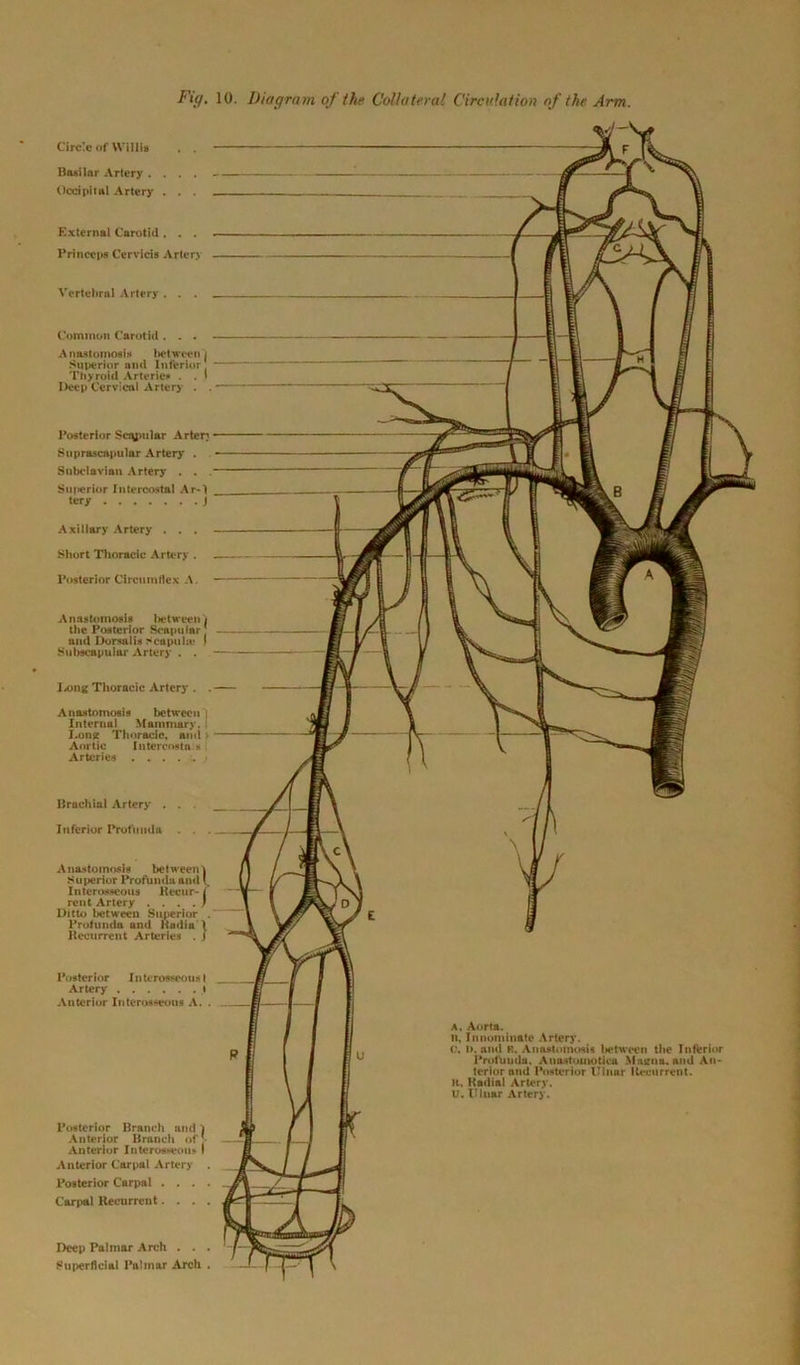 Circle of Willis . . Basilar Artery .... Occipital Artery . . . External Carotid . . . Princeps Cervicis Artery Vertebral Artery . . . Common Carotid . . . Anastomosis between i Superior and Inferior Thyroid Arteries . . * Deep Cervical Artery . . Posterior Scapular Artery Suprascapular Artery . Subclavian Artery . . . Superior Intercostal Ar-1 tery J Axillary Artery . . . Short Thoracic Artery . Posterior Circumflex A. Anastomosis lietween j the Posterior Scapular: and Dorsalis Scapula- I Subscapular Artery . . Iiong Thoracic Artery' . . Anastomosis between i Internul Mammary. Long Thoracic, and > Aortic Intercosta s Arteries Brachial Artery . . . Inferior Profunda . . . Anastomosis between Superior Profunda and l. Interosseous Recur- ( rent Artery .... * Ditto between Superior . Profunda and Radia l Recurrent Arteries . J Posterior I n terosscous I Artery i Anterior Interosseous A. . Posterior Branch and ) Anterior Brunch of :• Anterior Interosseous I Anterior Carpal Artery . Posterior Carpal . . . . Carpal Recurrent. . . . a. Aorta. n. Innominate Artery. C. l>, and P. Anastomosis lietween the Inferior Profuudu, Auastomoticu Magna. and An- terior and Posterior Ulnar Recurrent. K. Radial Artery. U, Ulnar Artery. Deep Palmar Arch . . .