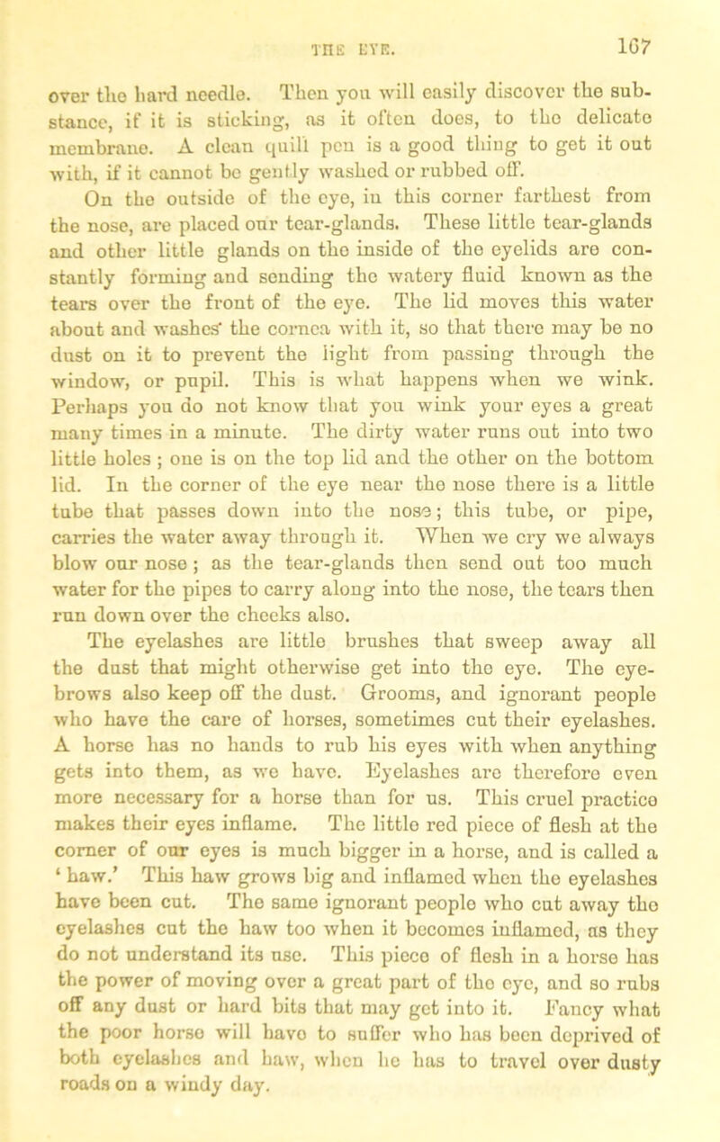 over tlio hard needle. Then you will easily discover the sub- stance, if it is sticking, as it often does, to tho delicate membrane. A clean quill pen is a good thing to get it out with, if it cannot be gently washed or rubbed off. On the outside of the eye, in this corner farthest from the nose, are placed our tear-glands. These little tear-glands and other little glands on tho inside of the eyelids are con- stantly forming and sending the watery fluid known as the tears over the front of the eye. The lid moves this water about and washes' the cornea with it, so that there may be no dust on it to prevent the light from passing through the window, or pupil. This is what happens when we wink. Perhaps you do not know that you wink your eyes a great many times in a minute. The dirty water runs out into two little holes ; one is on the top lid and the other on the bottom lid. In the corner of the eye near the nose there is a little tube that passes down into the nose; this tube, or pipe, carries the water away through it. When we cry we always blow oar nose; as the tear-glands then send out too much water for the pipes to carry along into the nose, the tears then run down over the cheeks also. The eyelashes are little brushes that sweep away all the dust that might otherwise get into the eye. The eye- brows also keep off the dust. Grooms, and ignorant people who have the care of horses, sometimes cut their eyelashes. A horse has no hands to rub his eyes with when anything gets into them, as we have. Eyelashes are therefore even more necessary for a horse than for ns. This cruel practice makes their eyes inflame. The little red piece of flesh at the comer of our eyes is much bigger in a horse, and is called a ‘ haw.’ This haw grows big and inflamed when tho eyelashes have been cut. The same ignorant people who cut away tho eyelashes cut the haw too when it becomes inflamed, as they do not understand its use. This piece of flesh in a horse has the power of moving over a great part of tho eye, and so rubs off any dust or hard bits that may get into it. Fancy what the poor horso will havo to suffer who has been deprived of both eyelashes and haw, when lie has to travel over dusty roads on a windy day.