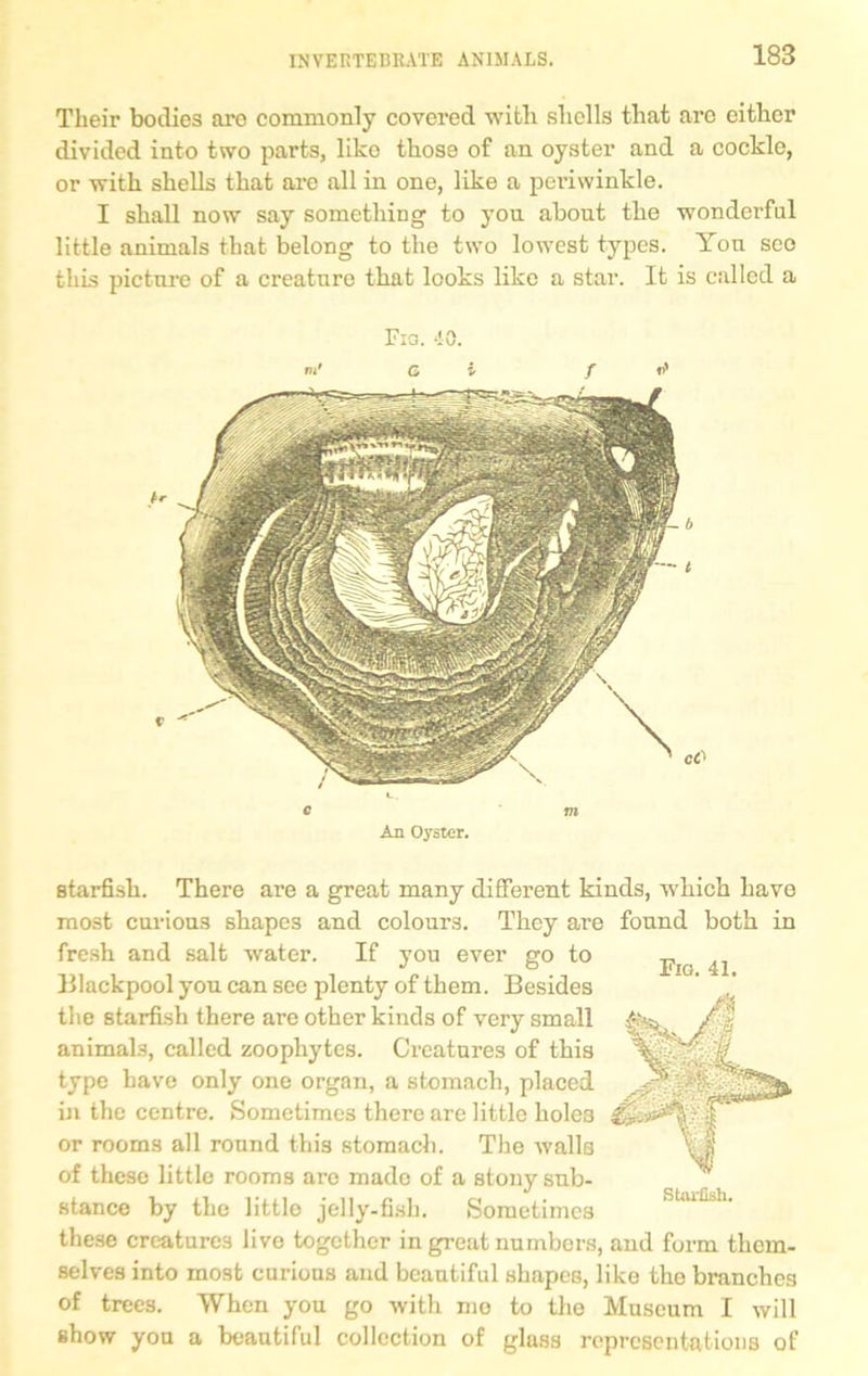 Their bodies are commonly covered with shells that are either divided into two parts, liko those of an oyster and a cockle, or with shells that arc all in one, like a periwinkle. I shall now say something to yon about the wonderful little animals that belong to the two lowest types. Yon seo this picture of a creature that looks like a star. It is called a L. c m An Oyster. Fig. 41. starfish. There are a great many different kinds, which have most curious shapes and colours. They are found both in fresh and salt water. If you ever go to Blackpool you can sec plenty of them. Besides the starfish there are other kinds of very small animals, called zoophytes. Creatures of this type have only one organ, a stomach, placed in the centre. Sometimes there are little hole3 or rooms all round this stomach. The walla of these little rooms are made of a stony sub- stance by the little jelly-fish. Sometimes these creatures live together in great numbers, and form them- selves into most curious and beautiful shapes, like the branches of trees. When you go with mo to the Museum I will show you a beautiful collection of glass representations of Starfish.