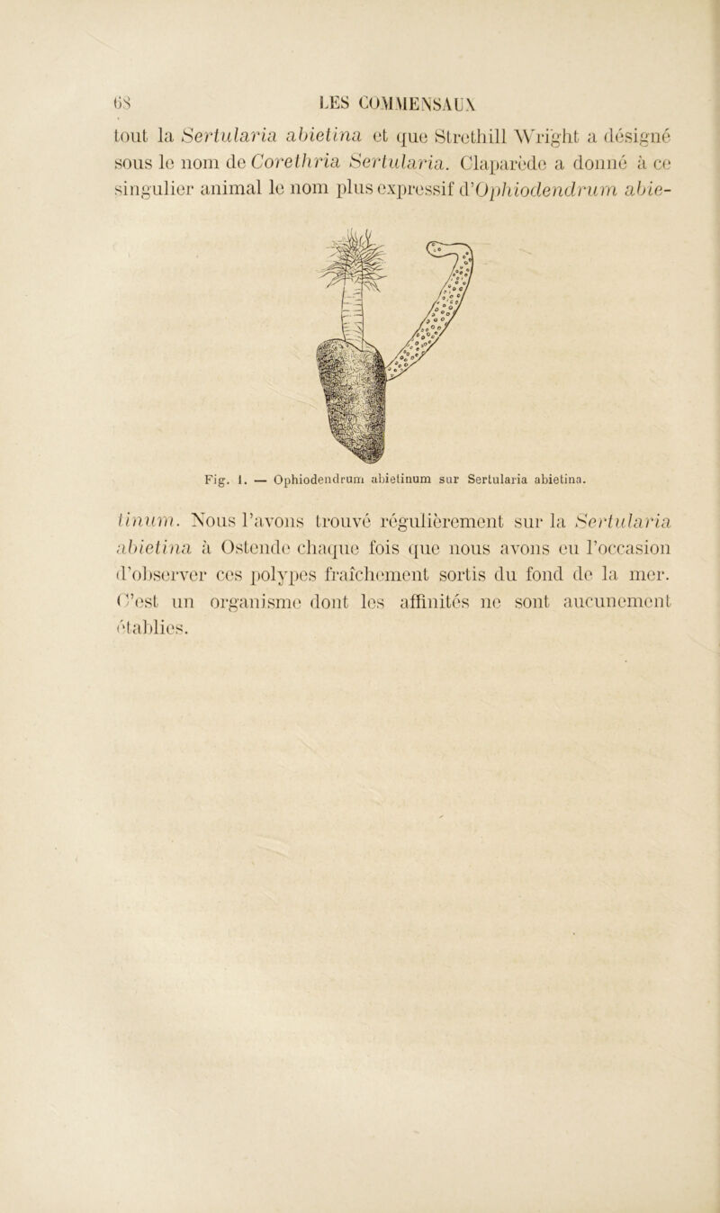 tout la Sertulai^ia abietlna et que Strethill Wright a désigné sous le nom de CoTGthrm Se'rtularia. Claparède a donné à ce singulier animal le nom plus expressif d'Ophiodendrum ahie- Fig. 1. — Ophiodendrum ahielinum sur Sertularia abietina. iiniüi}. Nous l’avons trouvé régulièrement sur la Sertularia abietina h Osteude chaque fois que nous avons eu l’occasion (rol)server ces j)olypes fraîchement sortis du fond de la mer. C’est un organisme dont les afFiuités ne sont aucimemeut étaldies.