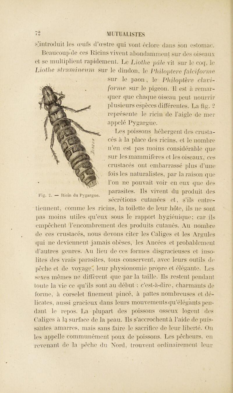 «Tnlroduit les (eufs crœstre qui vont éclore dans son estomac. lîeancoiip de ces Ricins vivent aliondanmK'nt sm* des oiseaux et se mnltipli(mt rapidement. Le Liothe pâle vit sur le cop, le Liothe stvamineinn sur le dindon, le Philopiere fnlclforrne sur le ])aon, le Philoptère clavi- forme sur le pipeon. Il est à reniar- ([iier que chaque oiseau peut nourrir plusieurs espèces différentes. La fig. 2 représente le ricin de Taigle de mer appelé Pygargue. Les poissons ]ié])ergent des crusta- cés à la place des ricins, et le noml)r(' n’en est pas moins considéraJjle que sur les mammifères et les oiseaux, ces crustacés ont emfjarrassé plus d’iiiK' fois les naturalistes, par la raisoii que Ton no pouvait voir on eux qiu; des parasites. Ils vivent du produit des sécrétions cutanées et, s’ils entre- ' tiimnent, comme les ricins, la toilette de leur hôte, ils ue sont ]>as moins utiles ({u’eux sous le rapport hygiénique; car ils (‘mt)échent T’encomhremcnt des produits cutanés. Au nomfjre de ces crustacés, nous devons citer les Caliges et les Argules ([ui ne deviennent jamais o])èses, les Ancées et prohal)lement d’autr('S genres. Au lieu de ces formes disgracieuses et inso- lites des vrais parasites, tous conservent, avec leurs outils dt* pèche et dc‘ voyage leur physionomie propre et élégante. Les sexes memes ne dilièrent que par la taille. Ils restent pondant toute la vie ce (ju’ils sont au délmt : c’est-à-dire, charmants de forme, à corselet finement ])incé, à pattes nombreuses et dé- licates, aussi grach'ux dans leurs mouvements qu’élégants pen- dant 1('. re|)OS. La plupart des poissons osseux logent des Caliges à Iq surface de la peau. Ils s’accrochent à l’aide de t)uis- sàntes amarres, mais sans faire le sacrifice de leur lil)erté. Ou les appelle communément poux de poissons. Les pécheurs, en revenant d(‘ la pèche du Nord, trouvent ordinairement leur