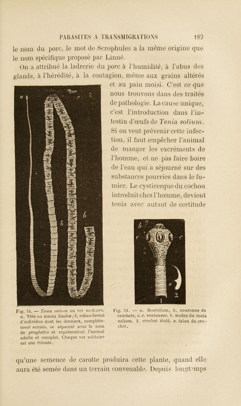 le nom du porc, le mot de ScTopliules a la meme origine que le nom spécifique proposé par Linné. On a attribué la ladrerie du porc à l’humidité, à l’abus des glands, à l’hérédité, à la contagion, même aux grains altérés et au pain moisi. C’est ce que nous trouvons dans des traités de pathologie. La cause unique, c’est l’introduction dans l’in- testin d’œufs de Tenta solium. Si on veut prévenir cette infec- tion, il fout empêcher l’animal de manger les excréments de l’homme, et ne pas faire boire de l’eau qui a séjourné sur des substances pourries dans le fu- mier. Le cysticerque du cochon introduit chez l’homme, devient ténia avec autant de certitude Fig. bl. •— Ténia solium ou ver solitaire. a. Tète ou mieux Scolex;b, ruban formé d’individus dont les derniers, complète- ment sexués, se séparent sous le nom de proglottis et représentent l’animal adulte et complet. Chaque ver solitaire est une (*olonie. Fig. 52. — a. Hostellum, b. couronne de crochets, c. c. ventouses. 1. scolex du ténia solium. 2. crochet étale, a. talon du cro- chet. qu’une semence de carotte produira cette plante, quand elle aura été semée dans un terrain coiivenahhn Depuis longt ‘inps