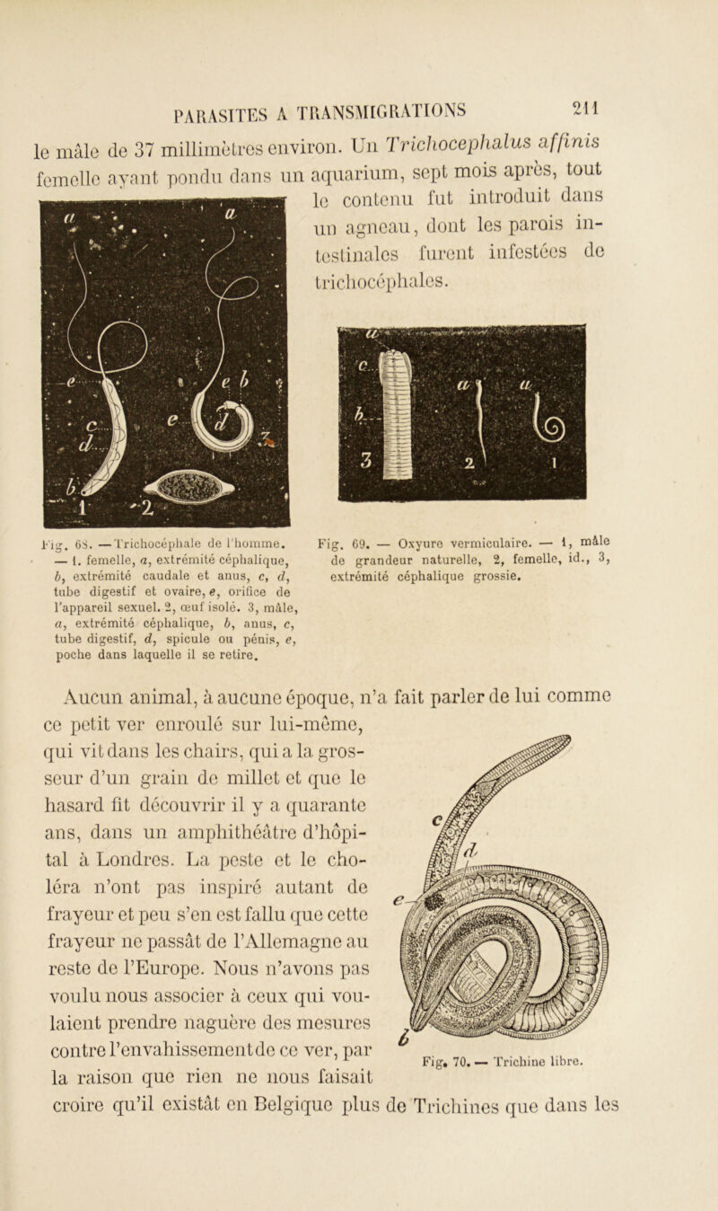 le mâle de 37 millimètres environ. Un Trichocephalus affinis femelle ayant pondu dans un l'ig. 6S. —Trichocépliale de l'homme. — 1. femelle, a, extrémité céphalique, b, extrémité caudale et anus, c, cf, tube digestif et ovaire, e, orifice de l’appareil sexuel. 2, œuf isolé. 3, mâle, a, extrémité céphalique, b, anus, c, tube digestif, d, spiculé ou pénis, e, poche dans laquelle il se retire. aquarium, sept mois après, tout le contenu fut introduit dans un agneau, dont les parois in- testinales furent infestées de tricliocéphalcs. Fig. 69. — Oxyure vermiculaire. — 1, mâle de grandeur naturelle, 2, femelle, id., 3, extrémité céphalique grossie. Aucun animal, à aucune époque, n’a fait parler de lui comme ce petit ver enroulé sur lui-méme, qui vit dans les chairs, qui a la gros- seur d’un grain de millet et que le hasard fit découvrir il y a quarante ans, dans un amphithéâtre d’hôpi- tal à Londres. La peste et le cho- léra n’ont pas inspiré autant de frayeur et peu s’en est fallu (jue cette frayeur ne passât de l’Allemagne au reste de l’Europe. Nous n’avons pas voulu nous associer à ceux qui vou- laient prendre naguère des mesures contre l’envahissement de ce ver, par ’ ^ Fig. 70. — Trichine libre. la raison que rien ne nous faisait croire qu’il existât en Belgique xdus de Trichines que dans les