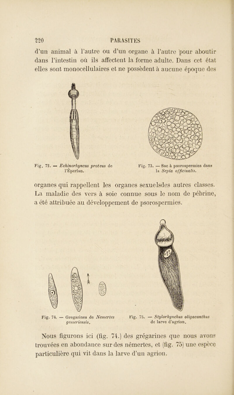 d’un animal à l’autre ou d’un organe à l’autre pour aboutir dans l’intestin où ils affectent la forme adulte. Dans cet état elles sont monocellulaires et ne possèdent à aucune époque des Fig. 72. — Echinorhyncus proteus de l’Eperlan. Fig. 73. — Sac à psorospermies dans la Sepia officinalis. organes qui rappellent les organes sexuelsdes autres classes. La maladie des vers à soie connue sous le nom de pébrine, a été attribuée au développement de psorospermies. Fig. 74. — Gregarines de Nemertes Fig. 73. — Stylorhynchus oligacanthus gesseriensis. de larve d’agrion. Nous figurons ici (fig. 74.) des grégarines que nous avons trouvées en abondance sur des némertes, et (fig. 75) une espèce particulière qui vit dans la larve d’un agrion.