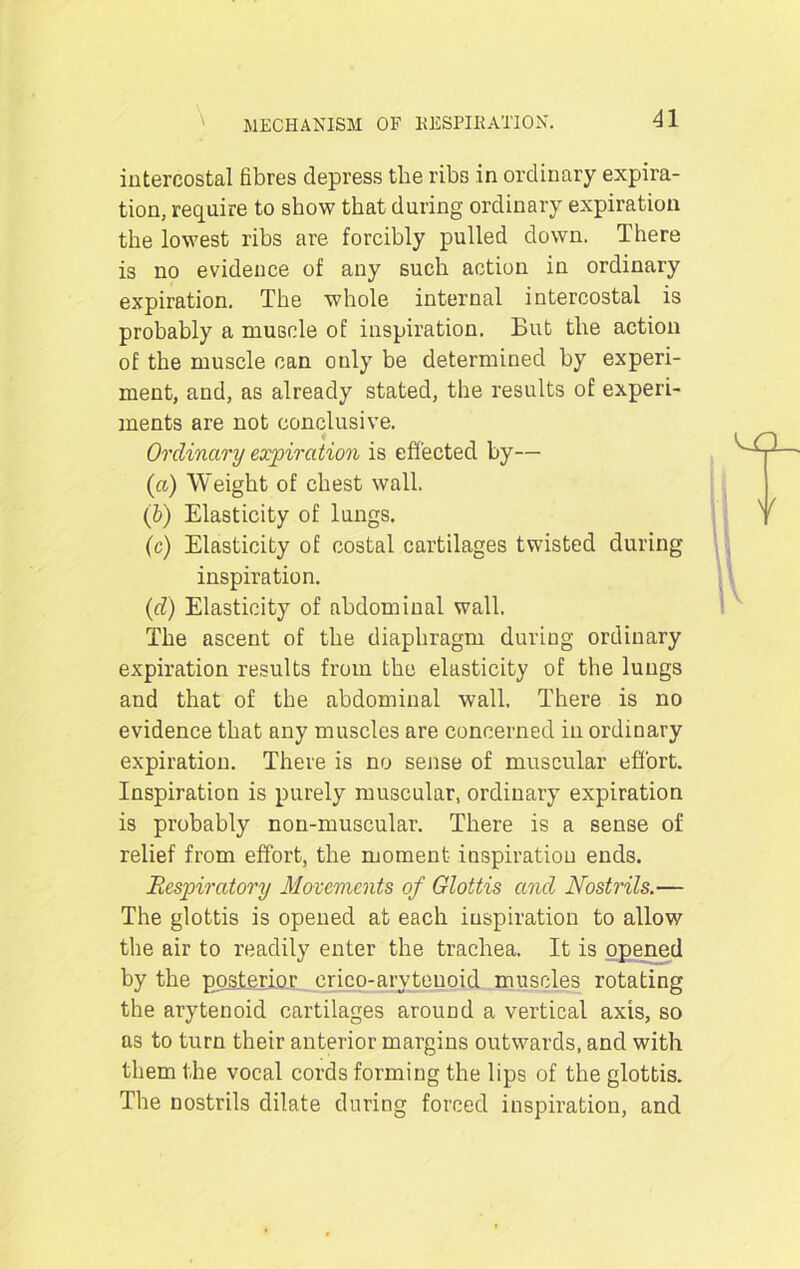 intercostal fibres depress the ribs in ordinary expira- tion, require to show that during ordinary expiration the lowest ribs are forcibly pulled down. There is no evidence of any such action in ordinary expiration. The whole internal intercostal is probably a muscle of inspiration. But the action of the muscle can only be determined by experi- ment, and, as already stated, the results of experi- ments are not conclusive. Ordinary expiration is effected by— (a) Weight of chest wall. (b) Elasticity of lungs. (c) Elasticity of costal cartilages twisted during inspiration. (d) Elasticity of abdominal wall. The ascent of the diaphragm during ordinary expiration results from the elasticity of the lungs and that of the abdominal wall. There is no evidence that any muscles are concerned in ordinary expiration. There is no sense of muscular effort. Inspiration is purely muscular, ordinary expiration is probably non-muscular. There is a sense of relief from effort, the moment inspiration ends. Respiratory Movements of Glottis and Nostrils.— The glottis is opened at each inspiration to allow the air to readily enter the trachea. It is opened by the posterior erico-aryteuoid muscles rotating the arytenoid cartilages around a vertical axis, so as to turn their anterior margins outwards, and with them the vocal cords forming the lips of the glottis. The nostrils dilate during forced inspiration, and NCL V