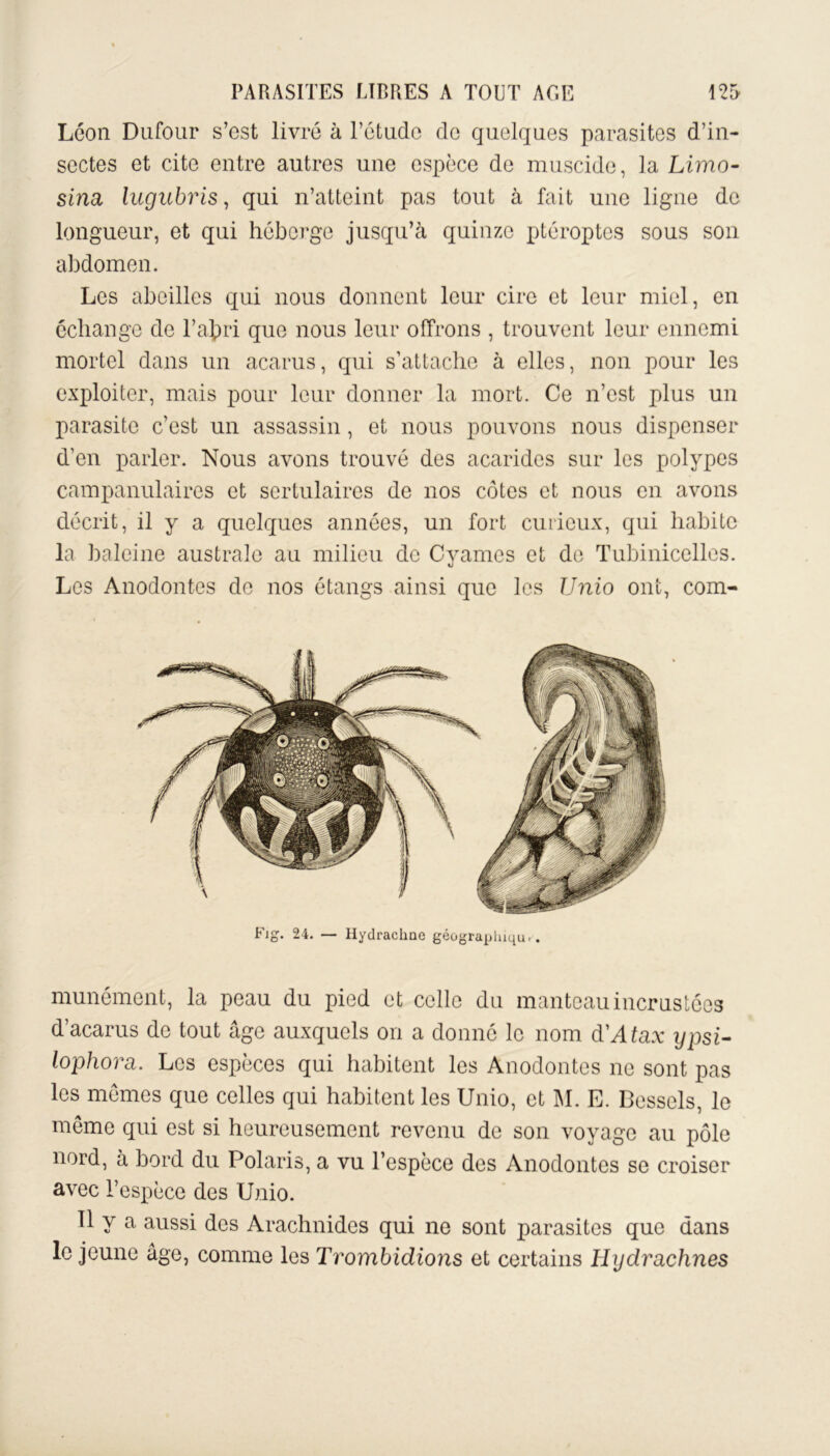 Léon Dufour s’est livré à l’étude de quelques parasites d’in- sectes et cite entre autres une espèce de muscide, la Limo- sina, lugubris, qui n’atteint pas tout à fait une ligne de longueur, et qui héberge jusqu’à quinze ptéroptes sous son abdomen. Les abeilles qui nous donnent leur cire et leur miel, en échange de l’abri que nous leur offrons , trouvent leur ennemi mortel dans un acarus, qui s’attache à elles, non pour les exploiter, mais pour leur donner la mort. Ce n’est plus un parasite c’est un assassin, et nous pouvons nous dispenser d’en parler. Nous avons trouvé des acarides sur les polypes campanulaires et sertulaires de nos côtes et nous en avons décrit, il y a quelques années, un fort curieux, qui habite la baleine australe au milieu de Cyames et de Tubinicelles. Les Anodontes de nos étangs ainsi que les Unio ont, corn- Fig. 24. — Hydrachne géographique munément, la peau du pied et celle du manteau incrustées d’acarus de tout âge auxquels on a donné le nom d'Atax y psi- lophora. Les espèces qui habitent les Anodontes ne sont pas les memes que celles qui habitent les Unio, et M. E. Bessels, le même qui est si heureusement revenu de son voyage au pôle nord, à bord du Polaris, a vu l’espèce des Anodontes se croiser avec l’espèce des Unio. Tl y a aussi des Arachnides qui ne sont parasites que dans le jeune âge, comme les Trombidions et certains Hydrachnes