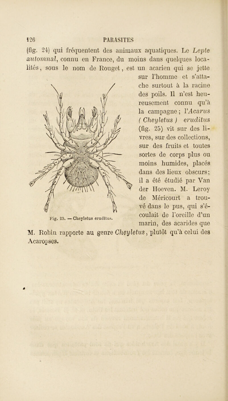 (fig. 24) qui fréquentent des animaux aquatiques. Le Lepte automnal, connu en France, du moins dans quelques loca- lités, sous le nom de Rouget, est un acarien qui se jette sur l’homme et s’atta- che surtout à la racine des poils. Il n’est heu- reusement connu qu’à la campagne ; VAcarus ( Cheyletus ) eruclitus (fig. 25) vit sur des li- vres, sur des collections, sur des fruits et toutes sortes de corps plus ou moins humides, placés dans des lieux obscurs ; il a été étudié par Van der IToeven. M. Leroy de Méricourt a trou- vé dans le pus, qui s’é- coulait de l’oreille d’un marin, des acarides que M. Robin rapporte au genre Cheyletus, plutôt qu’à celui des Acaropses. Fig. 2o. —Cheyletus eruditus.