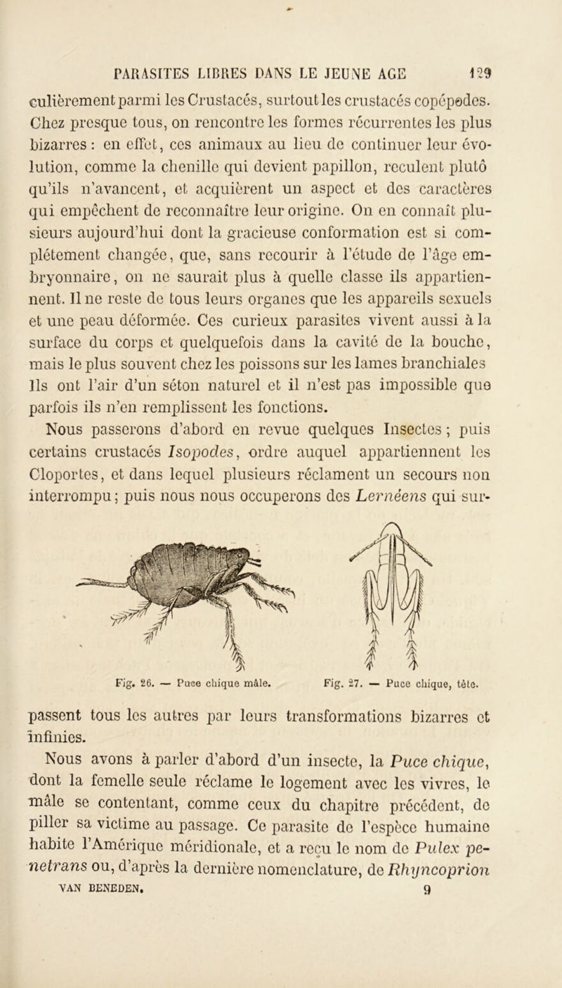 Gulièremeut parmi les Crustacés, surtout les crustacés copépodes. Chez presque tous, on rencontre les formes récurrentes les plus bizarres : en effet, ces animaux au lieu de continuer leur évo- lution, comme la chenille qui devient papillon, reculent plutô qu’ils n’avancent, et acquièrent un aspect et des caractères qui empêchent de reconnaître leur origine. On en connaît plu- sieurs aujourd’hui dont la gracieuse conformation est si com- plètement changée, que, sans recourir à l’étude de l’âge em- bryonnaire, on ne saurait plus à quelle classe ils appartien- nent. line reste de tous leurs organes que les appareils sexuels et une peau déformée. Ces curieux parasites vivent aussi à la surface du corps et quelquefois dans la cavité de la bouche, mais le plus souvent chez les poissons sur les lames branchiales Ils ont l’air d’un séton naturel et il n’est pas impossible quo parfois ils n’en remplissent les fonctions. Nous passerons d’abord en revue quelques Insectes ; puis certains crustacés Isopodes, ordre auquel appartiennent les Cloportes, et dans lequel plusieurs réclament un secours non interrompu ; puis nous nous occuperons des Lernèens qui sur- passent tous les autres par leurs transformations bizarres et Infinies. Nous avons à parler d’abord d’un insecte, la Puce chique, dont la femelle seule réclame le logement avec les vivres, le male se contentant, comme ceux du chapitre précédent, de piller sa victime au passage. Ce parasite do l’espèce humaine habite 1 Amérique méridionale, et a reçu le nom de Pulex pe- netrans ou, d’après la dernière nomenclature, de Rhyncoprion VAN BENEDEN. 9