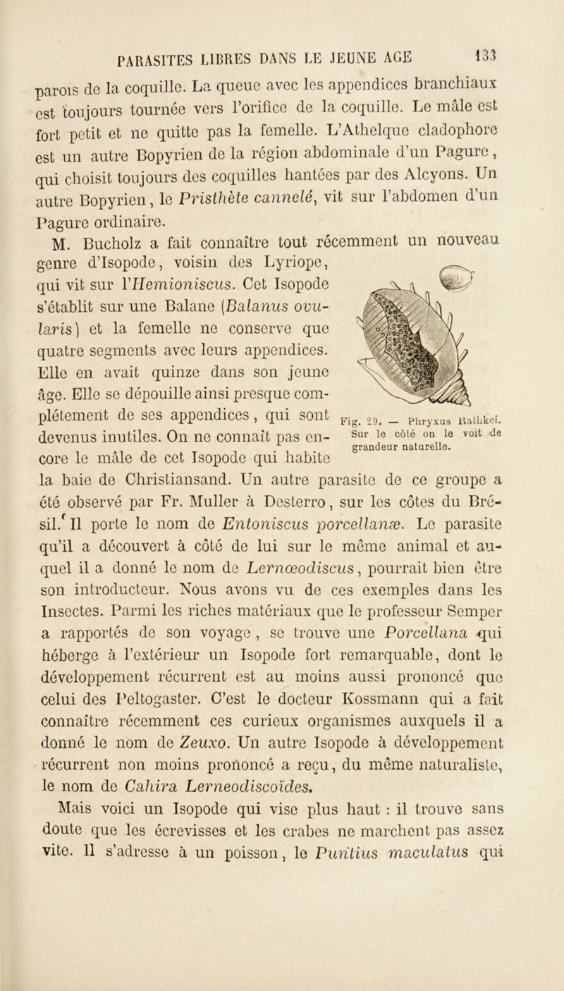 parois cle la coquille. La queue avec les appendices branchiaux est toujours tournée vers l’orifice de la coquille. Le mâle est fort petit et ne quitte pas la femelle. L’Athelque cladophore est un autre Bopyrien de la région abdominale d’un Pagure, qui choisit toujours des coquilles hantées par des Alcyons. Un autre Bopyrien, le Pristhète cannelé, vit sur l’abdomen d’un Pagure ordinaire. M. Bucholz a fait connaître tout récemment un nouveau genre d’Isopode, voisin des Lyriope, qui vit sur YHemioniscus. Cet Isopodc s’établit sur une Balane (Balanus ovu- laris) et la femelle ne conserve que quatre segments avec leurs appendices. Elle en avait quinze dans son jeune âge. Elle se dépouille ainsi presque com- plètement de ses appendices, qui sont devenus inutiles. On ne connaît pas en- Sur le côté on le v0lt de grandeur naturelle. core le mâle de cet Isopodc qui habite la baie de Christiansand. Un autre parasite de ce groupe a été observé par Fr. Muller à Dcstcrro, sur les côtes du Bré- sil/ Il porte le nom de Entoniscus porcellanæ. Le parasite qu’il a découvert à côté de lui sur le meme animal et au- quel il a donné le nom de Lernœodiscus, pourrait bien être son introducteur. Nous avons vu de ces exemples dans les Insectes. Parmi les riches matériaux que le professeur Sempcr a rapportés de son voyage , se trouve une Porcellana qui héberge à l’extérieur un Isopodc fort remarquable, dont le développement récurrent est au moins aussi prononcé que celui des Peltogaster. C’est le docteur Kossmann qui a fait connaître récemment ces curieux organismes auxquels il a donné le nom de Zeuxo. Un autre Isopode à développement récurrent non moins prononcé a reçu, du meme naturaliste, le nom de Cahira Lerneodiscoïcles. Mais voici un Isopode qui vise plus haut : il trouve sans doute que les écrevisses et les crabes ne marchent pas assez vite. 11 s’adresse à un poisson, le Puntius maculalus qui Fig. £9. — Pliryxua Katlikei.