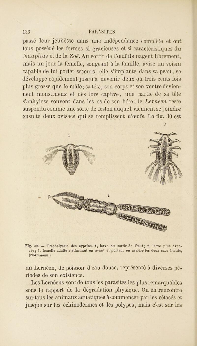 passé leur jeunesse dans une indépendance complète et ont tous possédé les formes si gracieuses et si caractéristiques du Nauplius et de la Zoë. Au sortir de l’œuf ils nagent librement, mais un jour la femelle, songeant à la famille, avise un voisin capable de lui porter secours, elle s’implante dans sa peau, se développe rapidement jusqu’à devenir deux ou trois cents fois plus grosse que le mâle; sa tète, son corps et son ventre devien- nent monstrueux et dès lors captive, une partie de sa tète s’ankylose souvent dans les os de son hôte ; le Lernéen reste suspendu comme une sorte de feston auquel viennent se joindre ensuite deux ovisacs qui se remplissent d’œufs. La fig. 30 est 9 1 Fig. 30. — Trachelyaste des cyprins. 1, larve au sortir de l’œuf; 2, larve plus avan* cée ; 3. femelle adulte s’attachant en avant et portant en arrière les deux sacs à œufs, (Nordmann.) un Lernéen, de poisson d’eau douce, représenté à diverses pé- riodes de son existence. Les Lernéens sont de tous les parasites les plus remarquables sous le rapport de la dégradation physique. On en rencontra sur tous les animaux aquatiques à commencer par les cétacés et jusque sur les échinodermes et les polypes, mais c’est sur les