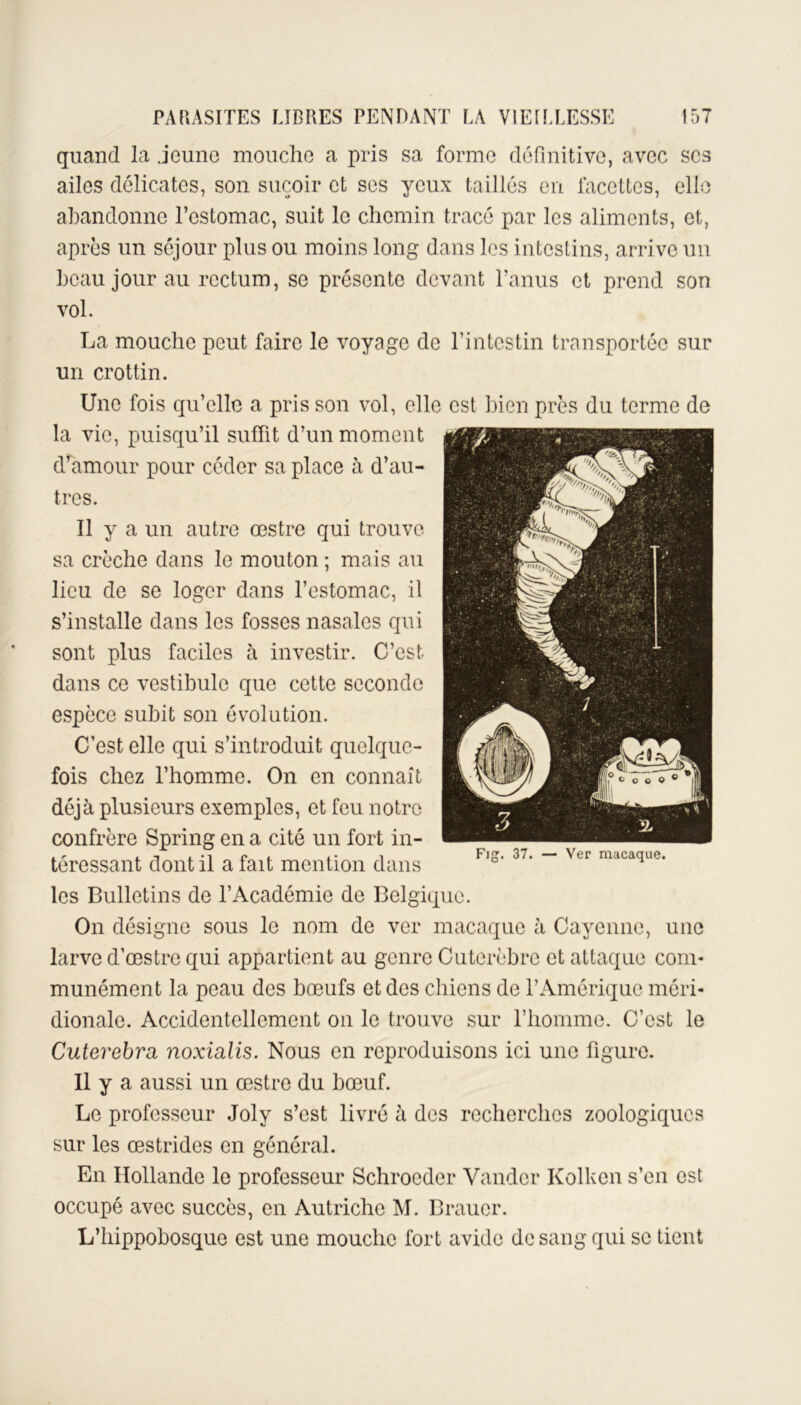 quand la jeune mouche a pris sa forme définitive, avec scs ailes délicates, son suçoir et ses yeux taillés en facettes, elle abandonne l’estomac, suit le chemin tracé par les aliments, et, après un séjour plus ou moins long dans les intestins, arrive un beau jour au rectum, se présente devant l’anus et prend son vol. La mouche peut faire le voyage de l’intestin transportée sur un crottin. Une fois qu’elle a pris son vol, elle la vie, puisqu’il suffît d’un moment d’amour pour céder sa place à d’au- tres. Il y a un autre œstre qui trouve sa crèche dans le mouton ; mais au lieu de se loger dans l’estomac, il s’installe dans les fosses nasales qui sont plus faciles à investir. C’est dans ce vestibule que cette seconde espèce subit son évolution. C’est elle qui s’introduit quelque- fois chez l’homme. On en connaît déjà plusieurs exemples, et feu notre confrère Spring en a cité un fort in- téressant dont il a fait mention dans les Bulletins de l’Académie de Belgique. On désigne sous le nom de ver macaque à Cayenne, une larve d’œstre qui appartient au genre Cutcrèbre et attaque com- munément la peau des bœufs et des chiens de l’Amérique méri- dionale. Accidentellement on le trouve sur l’homme. C’est le Cuterebra noxialis. Nous en reproduisons ici une figure. Il y a aussi un œstre du bœuf. Le professeur Joly s’est livré à des recherches zoologiques sur les œstrides en général. En Hollande le professeur Schroedcr Vandor Kolken s’en est occupé avec succès, en Autriche M. Brauer. L’hippobosque est une mouche fort avide de sang qui se tient est bien près du terme de Fig. 37. — Ver macaque.