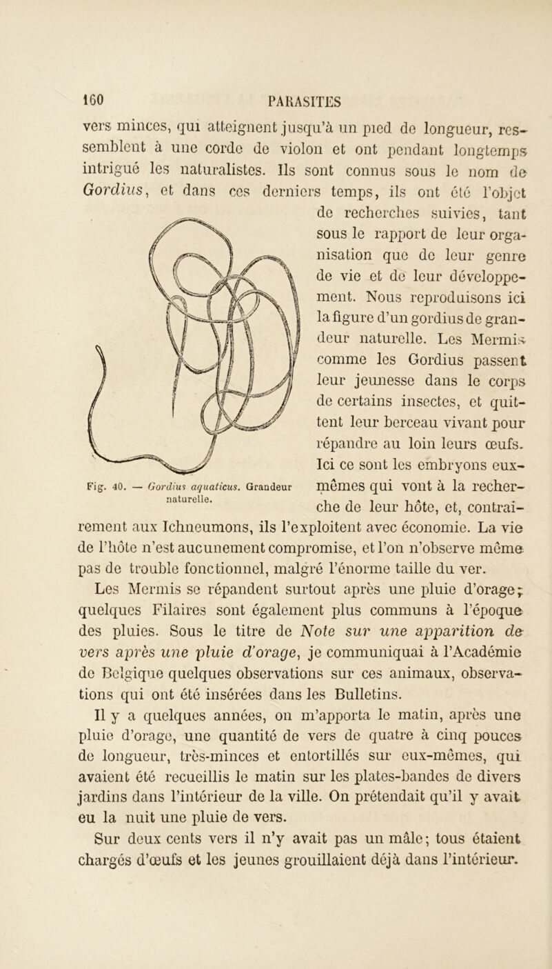 vers minces, qui atteignent jusqu’à un pied de longueur, res- semblent à une corde de violon et ont pendant longtemps intrigué les naturalistes. Ils sont connus sous le nom de Gorclius, et dans ces derniers temps, ils ont été l’objet de recherches suivies, tant sous le rapport de leur orga- nisation que de leur genre de vie et de leur développe- ment. Nous reproduisons ici la figure d’un gordius de gran- deur naturelle. Les Mermis comme les Gordius passent leur jeunesse dans le corps de certains insectes, et quit- tent leur berceau vivant pour répandre au loin leurs œufs. Ici ce sont les embryons eux- Fig. 40. — Gordius aquaticus. Grandeur IUCmeS qui VOllt à la recher— naturelle. -, -, , -, A. , , che de leur hôte, et, contrai- rement aux Ichneumons, ils l’exploitent avec économie. La vie de l’hôte n’est aucunement compromise, et l’on n’observe môme pas de trouble fonctionnel, malgré l’énorme taille du ver. Les Mermis se répandent surtout après une pluie d’orage; quelques Fila ires sont également plus communs à l’époque des pluies. Sous le titre de Note sur une apparition de- vers après une pluie d’orage, je communiquai à l’Académie de Belgique quelques observations sur ces animaux, observa- tions qui ont été insérées dans les Bulletins. Il y a quelques années, on m’apporta le matin, après une pluie d’orage, une quantité de vers de quatre à cinq pouces de longueur, très-minces et entortillés sur eux-mêmes, qui avaient été recueillis le matin sur les plates-bandes de divers jardins dans l’intérieur de la ville. On prétendait qu’il y avait eu la nuit une pluie de vers. Sur deux cents vers il n’y avait pas un mâle ; tous étaient chargés d’œufs et les jeunes grouillaient déjà dans l’intérieur.