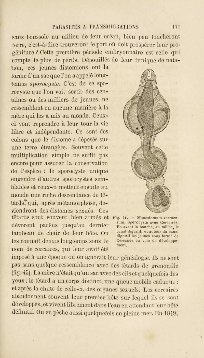 sans boussole au milieu de leur océan, bien peu toucheront terre, c’est-à-dire trouveront le port où doit prospérer leur pro- géniture ? Cette première période embryonnaire est celle qui compte le plus de périls. Dépouillés de leur tunique de nata- tion, ces jeunes distomiens ont la forme d’un sac que l’on a appelé long- temps sporocyste. C’est de ce spo- rocyste que l’on voit sortir des cen- taines ou des milliers de jeunes, ne ressemblant en aucune manière à la mère qui les a mis au monde. Ceux- ci vont reprendre à leur tour la vie libre et indépendante. Ce sont des colons que le distome a déposés sur une terre étrangère. Souvent cette multiplication simple ne suffit pas encore pour assurer la conservation de l’espèce : le sporocyste unique engendre d’autres sporocystes sem- blables et ceux-ci mettent ensuite au monde une riche descendance de tê- tards? qui, après métamorphose, de- viendront des distomes sexués. Ces têtards sont souvent bien armés et dévorent parfois jusqu’au dernier lambeau de chair de leur hôte. On les connaît depuis longtemps sous le nom de cercaires, qui leur avait été imposé à une époque où on ignorait leur généalogie. Ils ne sont pas sans quelque ressemblance avec des têtards de grenouille (fig. 45). La mère n’était qu’un sac avec des cils et quelquefois des yeux; le têtard a un corps distinct, une queue mobile caduque : et après la chute de celle-ci, des organes sexuels. Les cercair Ci g. 4i. — Monostomum verruco- sum, Sporocyste avec Cercaires. En avant la bouche, au milieu, le canal digestif, et autour du canal digestif les jeunes sous forme de Cercaires en voie de développe- ment. 'CS abandonnent souvent leur premier hôte sur lequel ils se sont développés, et vivent librement dans l’eau en attendant leur hôte définitif. On en pêche aussi quelquefois en pleine mer. En 1849,