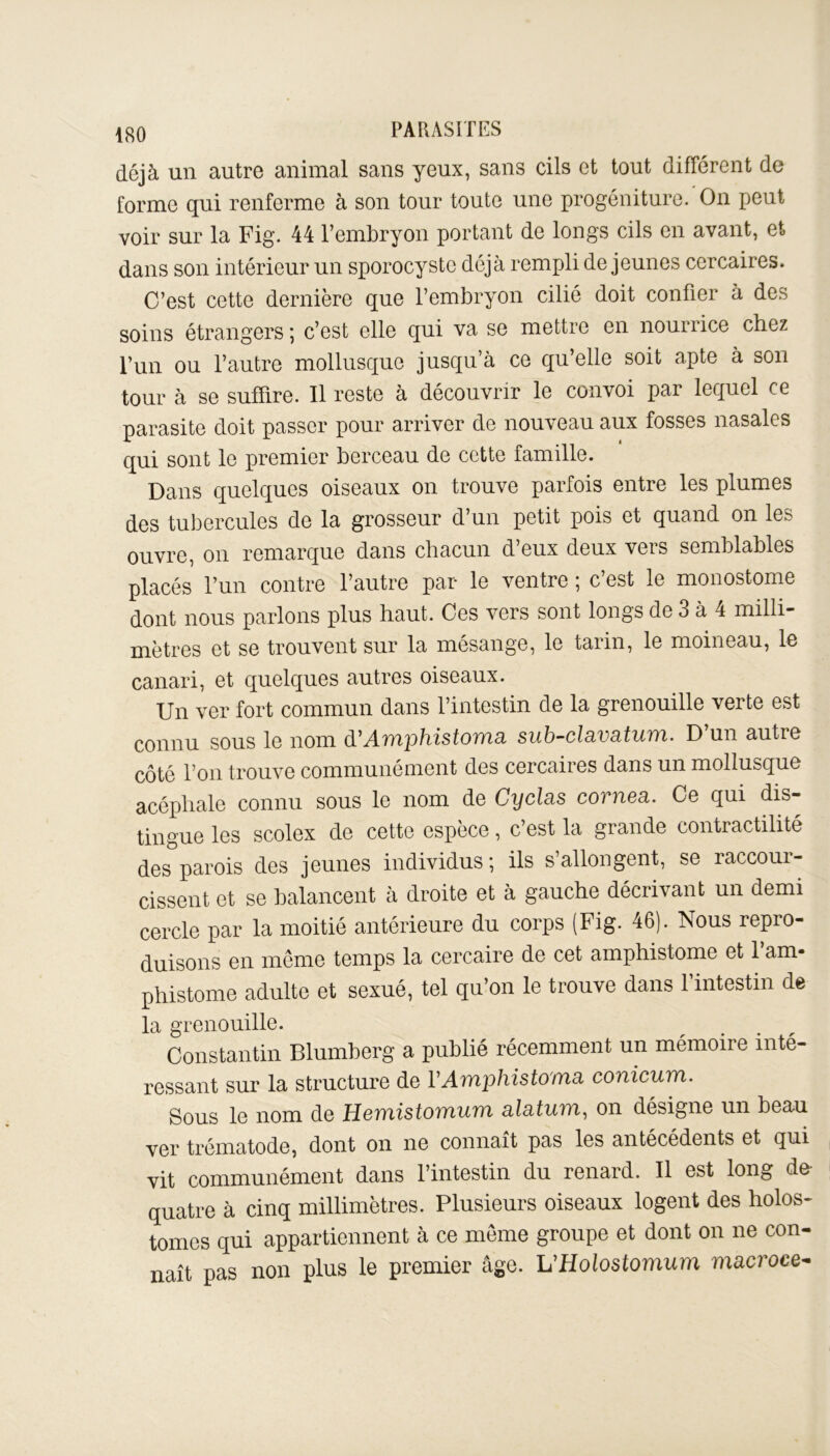 déjà un autre animal sans yeux, sans cils et tout différent de forme qui renferme à son tour toute une progéniture.'On peut voir sur la Fig. 44 l’embryon portant de longs cils en avant, et dans son intérieur un sporocystc déjà rempli de jeunes cercaires. C’est cette dernière que l’embryon cilié doit confier à des soins étrangers ; c’est elle qui va se mettre en nourrice chez l’un ou l’autre mollusque jusqu’à ce qu’elle soit apte à son tour à se suffire. Il reste à découvrir le convoi par lequel ce parasite doit passer pour arriver de nouveau aux fosses nasales qui sont le premier berceau de cette famille. Dans quelques oiseaux on trouve parfois entre les plumes des tubercules de la grosseur d’un petit pois et quand on les ouvre, on remarque dans chacun deux deux veis semblables placés l’un contre l’autre par le ventre ; c’est le monostome dont nous parlons plus haut. Ces vers sont longs de o à 4 milli- mètres et se trouvent sur la mésange, le tarin, le moineau, le canari, et quelques autres oiseaux. Un ver fort commun dans l’intestin de la grenouille verte est connu sous le nom d'Amphistoma sub-cla.va.tum. D’un autre côté l’on trouve communément des cercaires dans un mollusque acéphale connu sous le nom de Cyclas cornea. Ce qui dis- tingue les scolex de cette espèce, c’est la grande contractilité des parois des jeunes individus; ils s’allongent, se raccour- cissent et se balancent à droite et à gauche décrivant un demi cercle par la moitié antérieure du corps (Fig. 46). Nous repro- duisons en même temps la cercaire de cet amphistome et fana- phistome adulte et sexué, tel qu’on le trouve dans 1 intestin de la grenouille. Constantin Blumberg a publié récemment un mémoire inté- ressant sur la structure de V Amphistoma conicum. Sous le nom de Hemistomum alatum, on désigne un beau ver trématode, dont on ne connaît pas les antécédents et qui vit communément dans l’intestin du renard. Il est long du quatre à cinq millimètres. Plusieurs oiseaux logent des holos- tonies qui appartiennent à ce même groupe et dont on ne con- naît pas non plus le premier âge. L'Holostomum macroce-