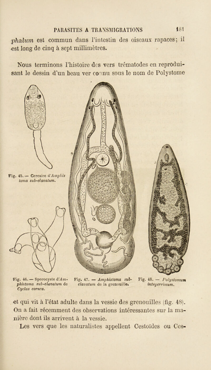 phcdum est commun dans l’intestin des oiseaux rapaces; il est long de cinq à sept millimètres. Nous terminons l’histoire des vers trématodes en reprodui- sant le dessin d’un beau ver co i nu sous le nom de Polystomc Fig. 46. — Sporocyste d’i4»n- Fig. 47. — Amphisloma sub- Fig. 48. — Polystomum phistoma sub-clavalum de clavatum de la grenouille. integerrimum. Cyclas cornca. et qui vit à l’état adulte dans la vessie des grenouilles (fig. 48). On a fait récemment des observations intéressantes sur la ma- nière dont ils arrivent à la vessie. Les vers que les naturalistes appellent Cestoïdcs ou Ces-