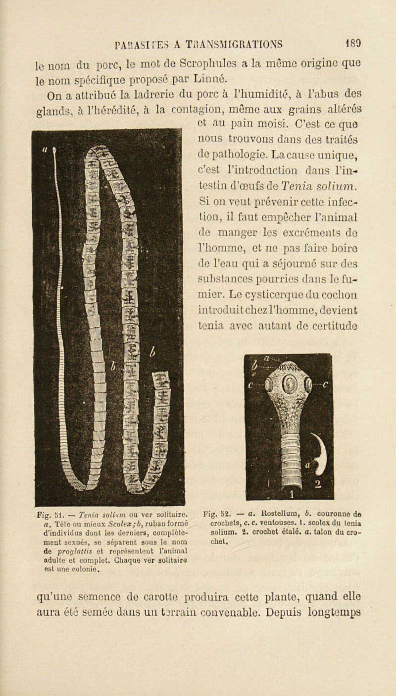 le nom clu porc, le mot de Scrophules a la même origine que le nom spécifique proposé par Linné. On a attribué la ladrerie du porc à l’humidité, à l’abus des glands, à l’hérédité, à la contagion, même aux grains altérés et au pain moisi. C’est ce que nous trouvons dans des traités de pathologie. La cause unique, c’est l’introduction dans l’in- testin d’œufs de Ténia solium. Si on veut prévenir cette infec- tion, il faut empêcher l’animal de manger les excréments do l’homme, et ne pas faire boire de l’eau qui a séjourné sur des substances pourries dans le fu- mier. Le cysticerque du cochon introduit chez l’homme, devient ténia avec autant de certitude Fig. 51. — Ténia solium ou ver solitaire. a. Tète ou mieux Scolex; b, ruban formé d’individus dont les derniers, complète- ment sexués, se séparent sous le nom de procjlottis et représentent l’animal adulte et complet. Chaque ver solitaire est une colonie. Fig. 52. — a. Rostellum, b. couronne de crochets, c.c. ventouses. 1. scolex du ténia solium. 2. crochet étalé, a. talon du cro- chet. qu’une semence de carotte produira cette plante, quand elle aura été semée dans un terrain convenable. Depuis longtemps