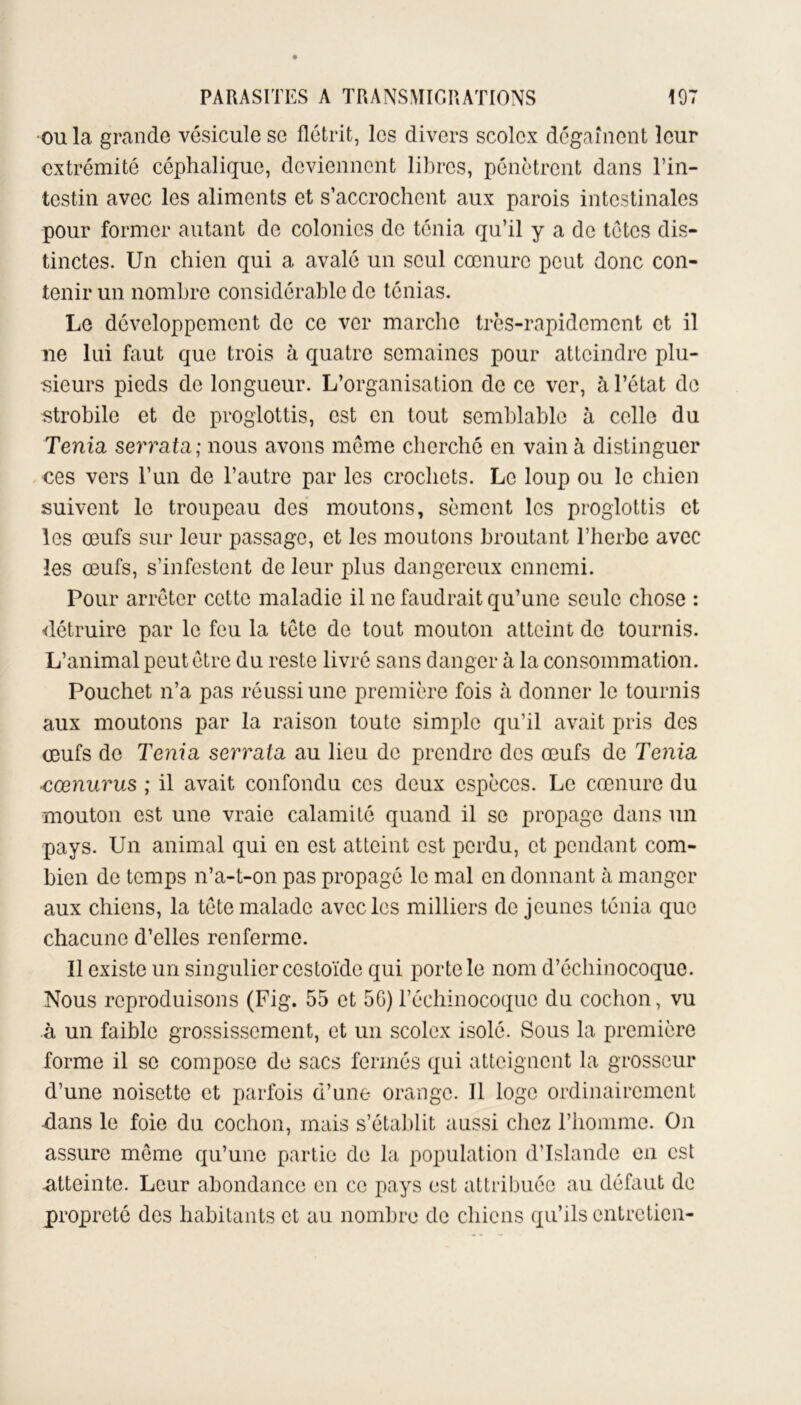 ou la grande vésicule se flétrit, les divers scolcx dégainent leur extrémité céphalique, deviennent libres, pénètrent dans l’in- testin avec les aliments et s’accrochent aux parois intestinales pour former autant de colonies de ténia qu’il y a de tètes dis- tinctes. Un chien qui a avalé un seul cœnuro peut donc con- tenir un nombre considérable de ténias. Le développement de ce ver marche très-rapidement et il ne lui faut que trois à quatre semaines pour atteindre plu- sieurs pieds de longueur. L’organisation de ce ver, à l’état de strobile et de proglottis, est en tout semblable à celle du Ténia, serrata; nous avons meme cherché en vain à distinguer ces vers l’un de l’autre par les crochets. Le loup ou le chien suivent le troupeau des moutons, sèment les proglottis et les œufs sur leur passage, et les moutons broutant l’herbe avec les œufs, s’infestent de leur plus dangereux ennemi. Pour arrêter cette maladie il ne faudrait qu’une seule chose : détruire par le feu la tête de tout mouton atteint de tournis. L’animal peut être du reste livré sans danger à la consommation. Pouchet n’a pas réussi une première fois à donner le tournis aux moutons par la raison toute simple qu’il avait pris des œufs de Ténia serrata au lieu de prendre des œufs de Ténia ■cœnurus ; il avait confondu ces deux espèces. Le cœnure du mouton est une vraie calamité quand il se propage dans un pays. Un animal qui en est atteint est perdu, et pendant com- bien de temps n’a-t-on pas propagé le mal en donnant à manger aux chiens, la tête malade avec les milliers de jeunes ténia que chacune d’elles renferme. Il existe un singulier cestoïde qui porte le nom d’échinocoque. Nous reproduisons (Fig. 55 et 5G) l’échinocoquc du cochon, vu à un faible grossissement, et un scolex isolé. Sous la première forme il se compose de sacs fermés qui atteignent la grosseur d’une noisette et parfois d’une orange. Il loge ordinairement clans le foie du cochon, mais s’établit aussi chez l’homme. On assure même qu’une partie de la population d’Islande en est .atteinte. Leur abondance en ce pays est attribuée au défaut de propreté des habitants et au nombre de chiens qu’ils entretien-