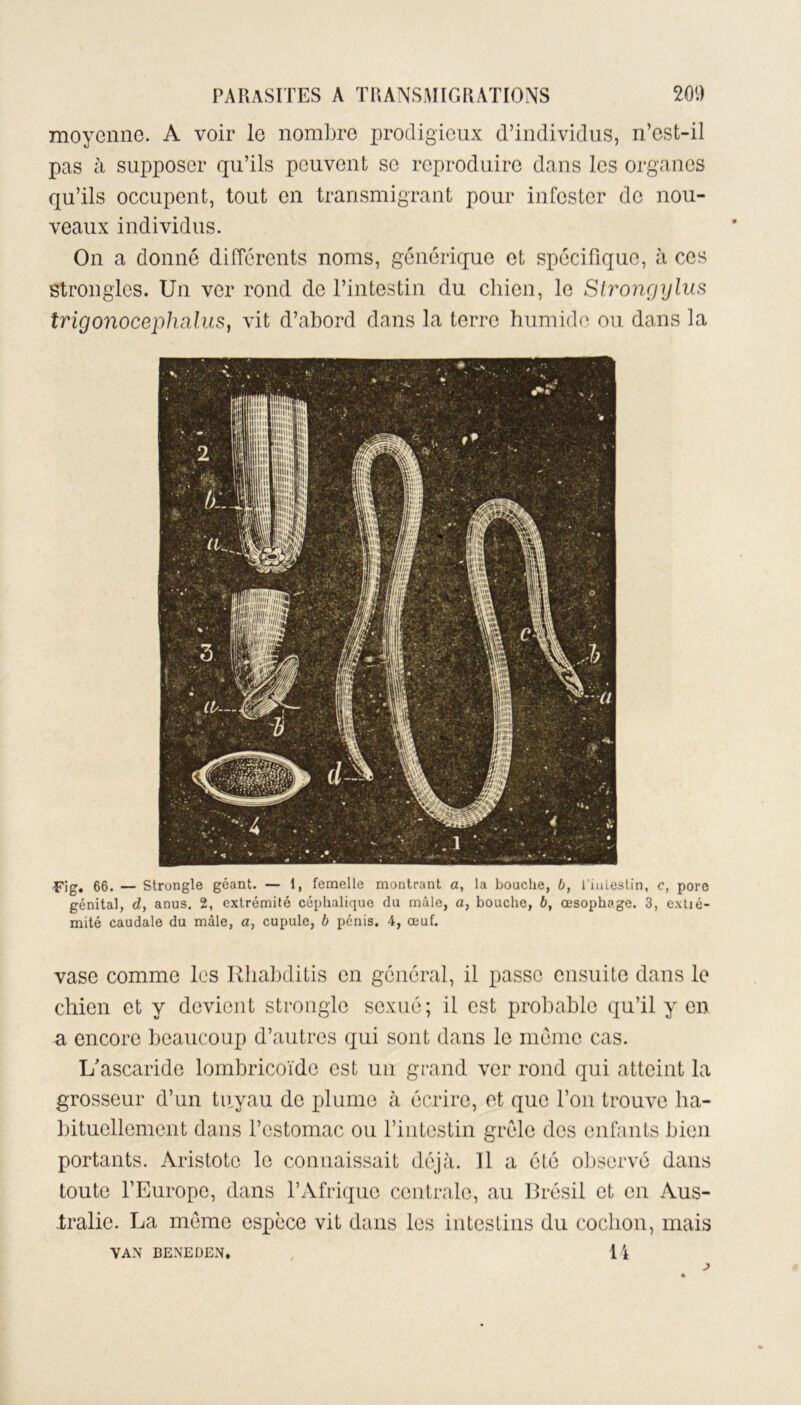 moyenne. A voir le nombre prodigieux d’individus, n’est-il pas à supposer qu’ils peuvent se reproduire dans les organes qu’ils occupent, tout en transmigrant pour infester de nou- veaux individus. On a donné différents noms, générique et spécifique, à ces stronglcs. Un ver rond de l’intestin du chien, le Stronçjylus trigonocephalus, vit d’abord dans la terre humide ou dans la Fig. 66. — Strongle géant. — 1, femelle montrant a, la bouche, b, l’intestin, c, pore génital, d, anus. 2, extrémité céphalique du mâle, a, bouche, b, œsophage. 3, extié- mité caudale du mâle, a, cupule, b pénis. 4, œuf. vase comme les Rhabditis en général, il passe ensuite dans le chien et y devient strongle sexué; il est probable qu’il y en a encore beaucoup d’autres qui sont dans le même cas. L'ascaride lombricoïde est un grand ver rond qui atteint la grosseur d’un tuyau de plume à écrire, et que l’on trouve ha- bituellement dans l’estomac ou l’intestin grêle des enfants bien portants. Aristote le connaissait déjà. 11 a été observé dans toute l’Europe, dans l’Afrique centrale, au Brésil et en Aus- tralie. La même espèce vit dans les intestins du cochon, mais 14 VAN BENEDEN.