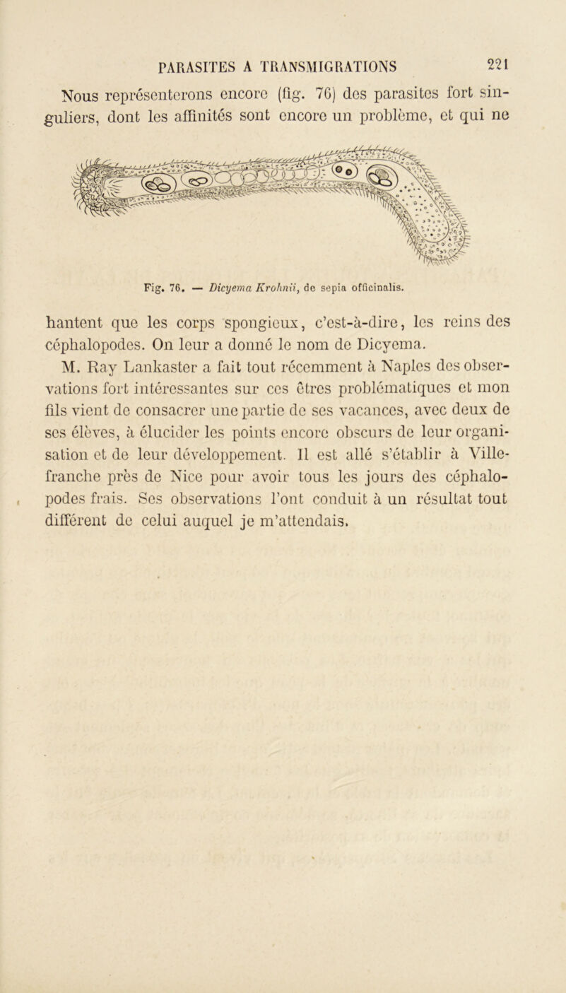 Nous représenterons encore (fig. 7G) (les parasites fort sin- guliers, dont les affinités sont encore un problème, et qui ne Fig. 76. — Dicyema Krohnii, de sepia officinalis. hantent que les corps spongieux, c’est-à-dire, les reins des céphalopodes. On leur a donné le nom de Dicyema. M. Ray Lankaster a fait tout récemment à Naples des obser- vations fort intéressantes sur ces êtres problématiques et mon fils vient de consacrer une partie de ses vacances, avec deux de scs élèves, à élucider les points encore obscurs de leur organi- sation et de leur développement. Il est allé s’établir à Ville- franche près de Nice pour avoir tons les jours des céphalo- podes frais. Ses observations l’ont conduit à un résultat tout différent de celui auquel je m’attendais.