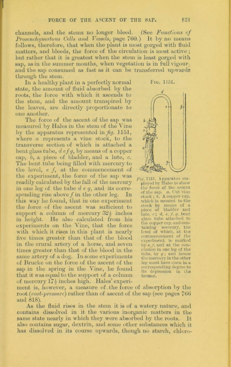 FORCE OF THE ACCENT OF THE SAF. S21 channels, and the stems no longer bleed. (See Functions of Frosenchynuxtous Cells and Vessels, page 700.) It by no means follows, therefore, that when the plant is most gorged with fluid matters, and bleeds, the force of the circulation is most active ; but rather that it is greatest when the stem is least gorged with sap, as in the summer months, when vegetation is in full vigour; and the sap consumed as fast as it can be transferred upwards tlu’ough the stem. In a healthy plant in a perfectly normal state, the amount of fluid absorbed by the roots, the force with which it ascends to the stem, and the amount transpired by the leaves, are directly proportionate to one another. The force of the ascent of the sap was measured by Hales in the stem of the Vine by the apparatus represented in Jig. 1151, where a represents a vine stock, to the transverse section of which is attached a bent glass tube, d efg, by means of a copper cap, h, a piece of bladder, and a lute, c. The bent tube being filled with mercury to the level, e f, at the commencement of the experiment, the force of the sap was readily calculated by the fall of the mercury in one leg of the tube deg, and its corre- sponding rise above / in the other leg. In this way he found, that in one experiment the force of the ascent was sufficient to support a column of mercury 32£ inches in height. He also calculated from his experiments on the Vine, that the force with which it rises in this plant is nearly five times greater than that of the blood in the crural artery of a horse, and seven times greater than that of the blood in the same artery of a dog. In some experiments of Brucke on the force of the ascent of the sap in the spring in the Vine, he found that it was equal to the support of a column of mercury 17i inches high. Hales’ experi- ment is, however, a measure of .the force of absorption by the root (root-pressure) rather than of ascent of the sap (see pages 7fib and 818). As the fluid rises in the stem it is of a watery nature, and contains dissolved in it the various inorganic matters in the same state nearly in which they were absorbed by the roots. It, also contains sugar, dextrin, and some other substances which it has dissolved in its course upwards, though no starch, chloro- 1'ig. 1151. fill. 1151. Apparatus em- ployed by Hales to show the* force of the ascent of the sap- a- Cut vine stock ; 6. A copper cap, which is secured to the stock by means of a piece of bladder and lute, c; d, e. f. g. bent glass tube attached to the copper cap. and con- taining mercury, the level of which, at the commencement of the exi'eriment, is marked by e.f. and at tlie con- clusion in one leg of tlie tube, by g; and hence the mercury in the other leg must have risen in a corresponding degree to its depression in the former.