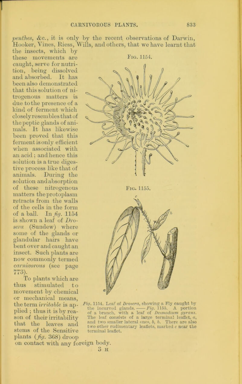 penthes, Arc., it is only by the recent observations of Darwin, Hooker, Vines, Riess, Wills, and others, that we have learnt that the insects, which by these movements are caught, serve for nutri- tion, being dissolved and absorbed. It has been also demonstrated that this solution of ni- trogenous matters is due to the presence of a kind of ferment which closely resembles that of the peptic glands of ani- mals. It has likewise been proved that this ferment is only efficient when associated with an acid: and hence this solution is a true diges- tive process like that of animals. During the solution and absorption of these nitrogenous matters the protoplasm retracts from the walls of the cells in the form of a ball. In^/h/. 1154 is shown a leaf of Dro- sera (Sundew) where some of the glands or glandular hairs have bent over and caught an insect. Such plants are now commonly termed carnivorous (see page l i o). To plants which are thus stimulated t o movement by chemical or mechanical means, the term irritable is ap- plied ; thus it is by rea- son of their irritability that the leaves and stems of the Sensitive plants (fit/. 3G8) droop on contact with any foreign body Fig. 1154. Fig. 1154. Leaf of Droxera, showing a Fly caught by the incurved glands. Fig. 1155. A portion of a branch, with a leaf of I)e*nw<Uvm ggrans. The leaf consists of a large terminal leaflet, a, and two smaller lateral ones, 6, b. There are also two other rudimentary leaflets, marked c near the terminal leaflet. Fig. 1155.