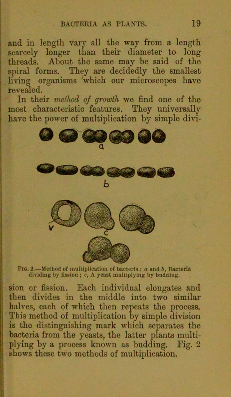 and in length vary all the way from a length scarcely longer than their diameter to long threads. About the same may be said of the spiral forms. They are decidedly the smallest living organisms 'which our microscopes have revealed. In their method of growth we find one of the most characteristic features. They universally have the power of multiplication by simple divi- a Fio. 3.—Method of mnltipllcation of bacteria; a and 6, nacteria dividing bjr fission; c, A yeast multiplying by budding. sion or fission. Each individual elongates and then divides in the middle into two similar halves, each of which then repeats the process. This method of multiplication by simple division is the distinguishing mark which separates the bacteria from the yeasts, the latter plants multi- plying by a process known as budding. Fig. 2 shows these two methods of multiplication.