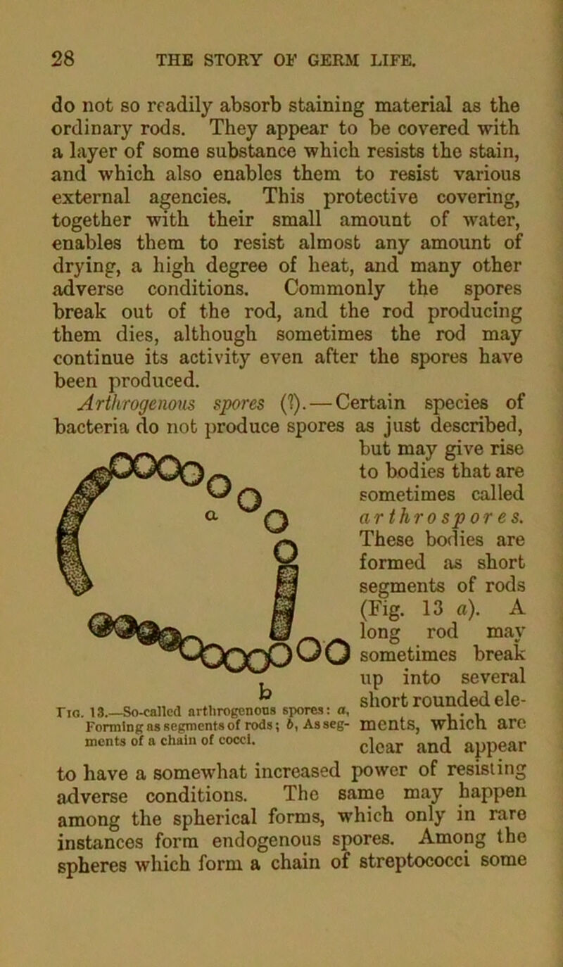 do not so readily absorb staining material as the ordinary rods. They appear to be covered with a layer of some substance which resists the stain, and which also enables them to resist various external agencies. This protective covering, together with their small amount of water, enables them to resist almost any amount of drying, a high degree of heat, and many other adverse conditions. Commonly the spores break out of the rod, and the rod producing them dies, although sometimes the rod may continue its activity even after the spores have been produced. Arthrogenous spores (T). — Certain species of bacteria do not produce spores as just described. to have a somewhat increased power of resisting adverse conditions. The same may happen among the spherical forms, which only in rare instances form endogenous spores. Among the spheres which form a chain of streptococci some oo sometimes break nn into several but may give rise to bodies that are sometimes called arthrospores. These bodies are formed as short segments of rods (Fig. 13 a). A long rod may