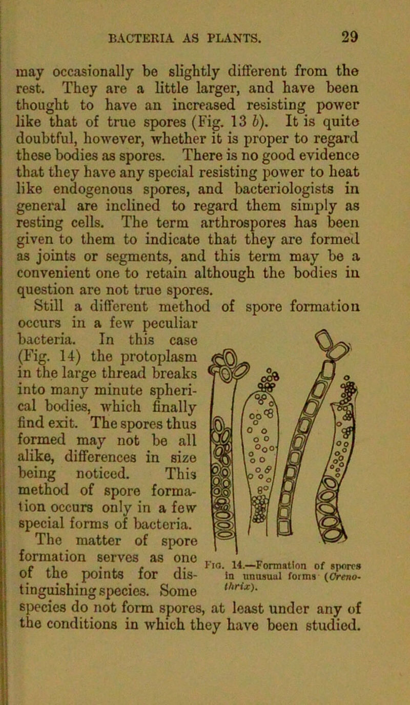 may occasionally be slightly different from the rest. They are a little larger, and have been thought to have an increased resisting power like that of true spores (Fig. 13 b). It is quite doubtful, however, whether it is proper to regard these bodies as spores. There is no good evidence that they have any special resisting power to heat like endogenous spores, and bacteriologists in general are inclined to regard them simply as resting cells. The terra arthrospores has been given to them to indicate that they are formed as joints or segments, and this term may be a convenient one to retain although the bodies iu question are not true spores. Still a different method of spore formation occurs in a few peculiar bacteria. In this case (Fig. 14) the protoplasm in the large thread breaks into many minute spheri- cal bodies, which finally find exit. The spores thus formed may not be all alike, differences in size being noticed. This method of spore forma- tion occurs only in a few special forms of bacteria. The matter of spore formation serves as one of the points for dis- tinguishing species. Some species do not form spores, at least under any of the conditions in which they have been studied. Fia. 14.—Formation of spores in unnsuul forms {Oreno- thrix).