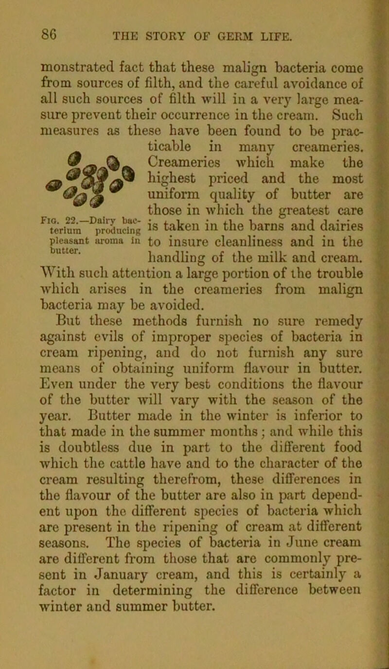 monstrated fact that these malign bacteria come from sources of filth, and the careful avoidance of all such sources of filth will in a very large mea- sure prevent their occurrence in the cream. Such measures as these have been found to be prac- ticable in many creameries. Creameries which make the highest priced and the most uniform quality of butter are those in which the greatest care ^TerimiT^prSu^ng taken in the barns and dairies pleasant aroma In to insure cleanliness and in the “ ■ handling of the milk and cream. With such attention a large portion of the trouble Avhich arises in the creameries from malign bacteria may be avoided. But these methods furnish no sure remedy ), against evils of improper species of bacteria in cream ripening, and do not furnish any sure ‘ means of obtaining uniform flavour in butter. Even under the very best conditions the flavour of the butter will vary with the season of the year. Butter made in the winter is inferior to that made in the summer months; and Avhile this is doubtless due in part to the different food which the cattle have and to the character of the cream resulting therefrom, these differences in the flavour of the butter are also in part depend- ent upon the different species of bacteria which are present in the ripening of cream at different i seasons. The species of bacteria in June cream i are different from those that arc commonly pre- ; sent in January cream, and this is certainly a j factor in determining the difference between winter and summer butter.