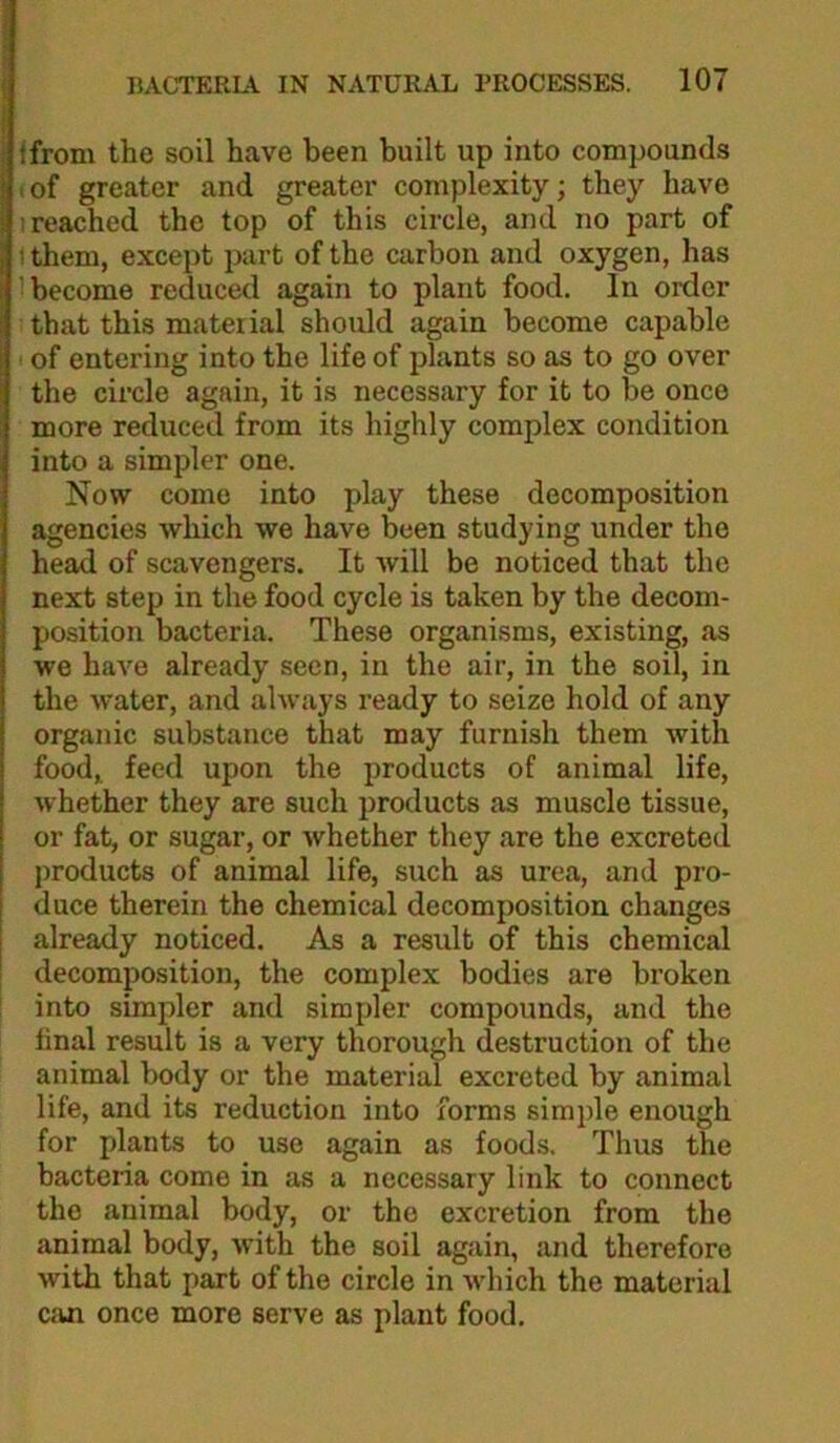 ifrom the soil have been built up into compounds I of greater and greater complexity; they have I reached the top of this circle, and no part of ithem, except part of the carbon and oxygen, has ’become reduced again to plant food. In order that this material should again become capable I of entering into the life of plants so as to go over the cix’cle again, it is necessary for it to be once more reduced from its highly complex condition into a simpler one. Now come into play these decomposition agencies which we have been studying under the head of scavengers. It will be noticed that the next step in the food cycle is taken by the decom- position bacteria. These organisms, existing, as we have already seen, in the air, in the soil, in the water, and always ready to seize hold of any organic substance that may furnish them with food, feed upon the products of animal life, whether they are such products as muscle tissue, or fat, or sugar, or whether they are the excreted products of animal life, such as urea, and pro- duce therein the chemical decomposition changes already noticed. As a result of this chemical decomposition, the complex bodies are broken into simpler and simpler compounds, and the final result is a very thorough destruction of the animal body or the material excreted by animal life, and its reduction into forms simple enough for plants to use again as foods. Thus the bacteria come in as a necessary link to connect the animal body, or the excretion from the animal body, with the soil again, and therefore with that part of the circle in which the material Ciin once more serve as plant food.