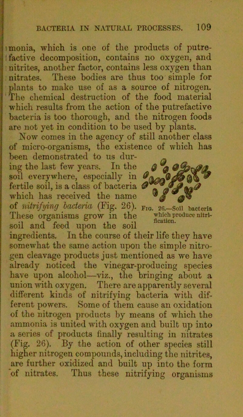 imonia, which is one of the products of putre- : factive decomposition, contains no oxygen, and nitrites, another factor, contains less oxygen than nitrates. These bodies are thus too simple for plants to make use of as a source of nitrogen. The chemical destruction of the food material which results from the action of the putrefactive bacteria is too thorough, and the nitrogen foods are not yet in condition to be used by plants. Now comes in the agency of still another class of micro-organisms, the existence of which has been demonstrated to us dur- ing the last few years. In the Q ^ soil everywhere, especially in fertile soil, is a class of bacteria which has received the name of nitrifying bacteria (Fig. 26). fio. 2c.-soii bacteria These organisms grow in the which produce nitri- *1 j X* J xi* *1 licutlon. SOU and leed upon the sou ingredients. In the course of their life they have somewhat the same action upon the simple nitro- gen cleavage products just mentioned as we have already noticed the vinegar-producing species have upon alcohol—viz., the bringing about a union witl There are apparently several ferent powers. Some of them cause an oxidation of the nitrogen products by means of which the ammonia is united with oxygen and built up into a series of products finally resulting in nitrates (Fig. 26). By the action of other species still higher nitrogen compounds, including the nitrites, are further oxidized and built up into the form of nitrates. Thus these nitrifying organisms different nitrifying bacteria with dif-