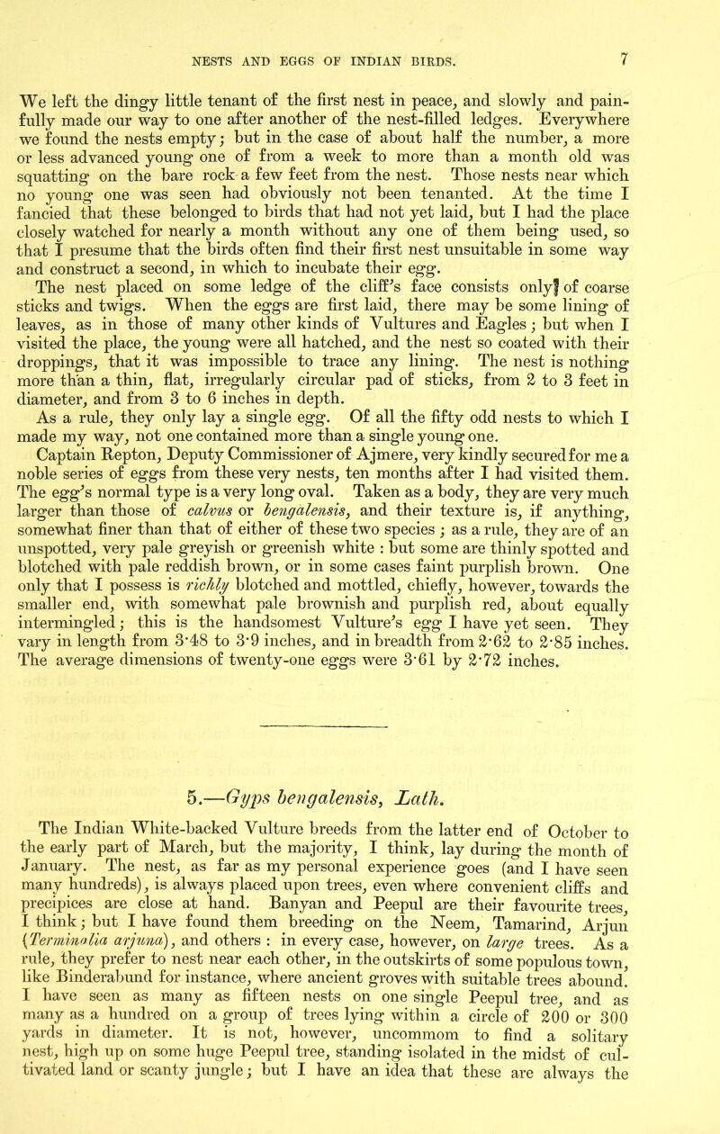 We left the dingy little tenant of the first nest in peace, and slowly and pain- fully made our way to one after another of the nest-filled ledges. Everywhere we found the nests empty; but in the case of about half the number, a more or less advanced young one of from a week to more than a month old was squatting on the hare rock a few feet from the nest. Those nests near which no young one was seen had obviously not been tenanted. At the time I fancied that these belonged to birds that had not yet laid, but I had the place closely watched for nearly a month without any one of them being used, so that I presume that the birds often find their first nest unsuitable in some way and construct a second, in which to incubate their egg. The nest placed on some ledge of the clifPs face consists onlyf of coarse sticks and twigs. When the eggs are first laid, there may be some lining of leaves, as in those of many other kinds of Vultures and Eagles; but when I visited the place, the young were all hatched, and the nest so coated with their droppings, that it was impossible to trace any lining. The nest is nothing more than a thin, flat, irregularly circular pad of sticks, from 2 to 3 feet in diameter, and from 3 to 6 inches in depth. As a rule, they only lay a single egg. Of all the fifty odd nests to which I made my way, not one contained more than a single young one. Captain Repton, Deputy Commissioner of Ajmere, very kindly secured for me a noble series of eggs from these very nests, ten months after I had visited them. The egg^s normal type is a very long oval. Taken as a body, they are very much larger than those of calvus or hengalensis, and their texture is, if anything, somewhat finer than that of either of these two species ; as a rule, they are of an unspotted, very pale greyish or greenish white : but some are thinly spotted and blotched with pale reddish brown, or in some cases faint purplish brown. One only that I possess is richly blotched and mottled, chiefly, however, towards the smaller end, with somewhat pale brownish and purplish red, about equally intermingled; this is the handsomest Vulture^s egg I have yet seen. They vary in length from 3*48 to 3’9 inches, and in breadth from 2*62 to 2-85 inches. The average dimensions of twenty-one eggs were 3’61 by 2‘72 inches. 5.—Gyps hengalensis, Lath. The Indian White-backed Vulture breeds from the latter end of October to the early part of March, but the majority, I think, lay during the month of January. The nest, as far as my personal experience goes (and I have seen many hundreds), is always placed upon trees, even where convenient cliffs and precipices are close at hand. Banyan and Peepul are their favourite trees I think; but I have found them breeding on the Neem, Tamarind, Arjun (Terminolia arjund), and others : in every case, however, on large trees. As a rule, they prefer to nest near each other, in the outskirts of some populous town, like Binderabund for instance, where ancient groves with suitable trees abound. I have seen as many as fifteen nests on one single Peepul tree, and as many as a hundred on a group of trees lying within a circle of 200 or 300 yards in diameter. It is not, however, uncommom to find a solitary nest, high up on some huge Peepul tree, standing isolated in the midst of cul- tivated land or scanty jungle; but I have an idea that these are always the