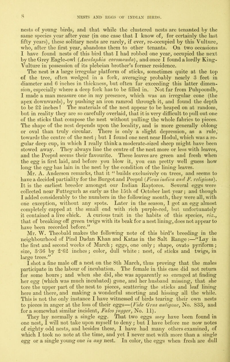 nests of young* birds, and that while the clustered nests are tenanted by the same species year after year (in one case that I know of, for certainly the last fifty years), these solitary nests are rarely, if ever, re-occupied by this Vulture, who, after the first year, abandons them to other tenants. On two occasions I have found nests of this bird that I had robbed one year, occupied the next by the Grey Eagle-owl (AscalapAia coromanda), and once I found a lordly King- Vulture in possession of its plebeian brother's former residence. The nest is a large irregular platform of sticks, sometimes quite at the top of the tree, often wedged in a fork, averaging probably nearly 3 feet in diameter and 6 inches in thickness, but often far exceeding this latter dimen- sion, especially where a deep fork has to be filled in. Not far from Puhpoondh, I made a man measure one in my presence, which was an irregular cone (the apex downwards), by pushing an iron ramrod through it, and found the depth to be 22 inches ! The materials of the nest appear to be heaped on at random, but in reality they are so carefully overlaid, that it is very difficult to pull out one of the sticks that compose the nest without pulling the whole fabrics to pieces. The shape of the nest depends upon the locality, and is more generally oblong or oval than truly circular. There is only a slight depression, as a rule, towards the centre of the nest; but I found one nest near Hodul, which was a re- gular deep cup, in which I really think a moderate-sized sheep might have been stowed away. They always line the centre of the nest more or less with leaves, and the Peepul seems their favourite. These leaves are green and fresh when the egg is first laid, and before you blow it, you can pretty well guess how long the egg has lain in the nest by the condition of the lining leaves. Mr. A. Anderson remarks, that it “ builds exclusively on trees, and seems to have a decided partiality for the Burgot and Peepul (Ficus indica and F. religiosa). It is the earliest breeder amongst our Indian Baptores. Several eggs were collected near Futtegurh as early as the 15th of October last year; and though I added considerably to the numbers in the following month, they were all, with one exception, without any spots. Later in the season, I got an egg almost completely capped at the small end with rich purple-red, but unfortunately it contained a live chick. A curious trait in the habits of this species, viz., that of breaking off green twigs with its beak for a nest lining, does not appear to have been recorded before.” Mr. W. Theobald makes the following note of this bird's breeding in the neighbourhood of Pind Dadan Khan and Katas in the Salt Range :—“Lay in the first and second weeks of March; eggs, one only; shape, ovato pyriform; size, 3'36 by 2*62 inches; color, dull white: nest, of sticks and twigs, in large trees. I shot a fine male off a nest on the 8tli March, thus proving that the males participate in the labour of incubation. The female in this case did not return for some hours; and when she did, she was apparently so enraged at finding her egg (which was much incubated) gone, and her husband missing, that she tore the upper part of the nest to pieces, scattering the sticks and leaf lining here and there, and making a wonderful snorting and hissing all the while. This is not the only instance I have witnessed of birds tearing their own nests to pieces in anger at the loss of their eggs—(Vide Grus antigone, No. 833, and for a somewhat similar incident, Falco jugger, No. 11). They lay normally a single egg. That two eggs may have been found in one nest, I will not take upon myself to deny; but I have before me now notes of eighty odd nests, and besides these, I have had many others examined, of which I took no note at the time, and yet I never met with more than a single egg or a single young one in any nest. In color, the eggs when fresh are dull