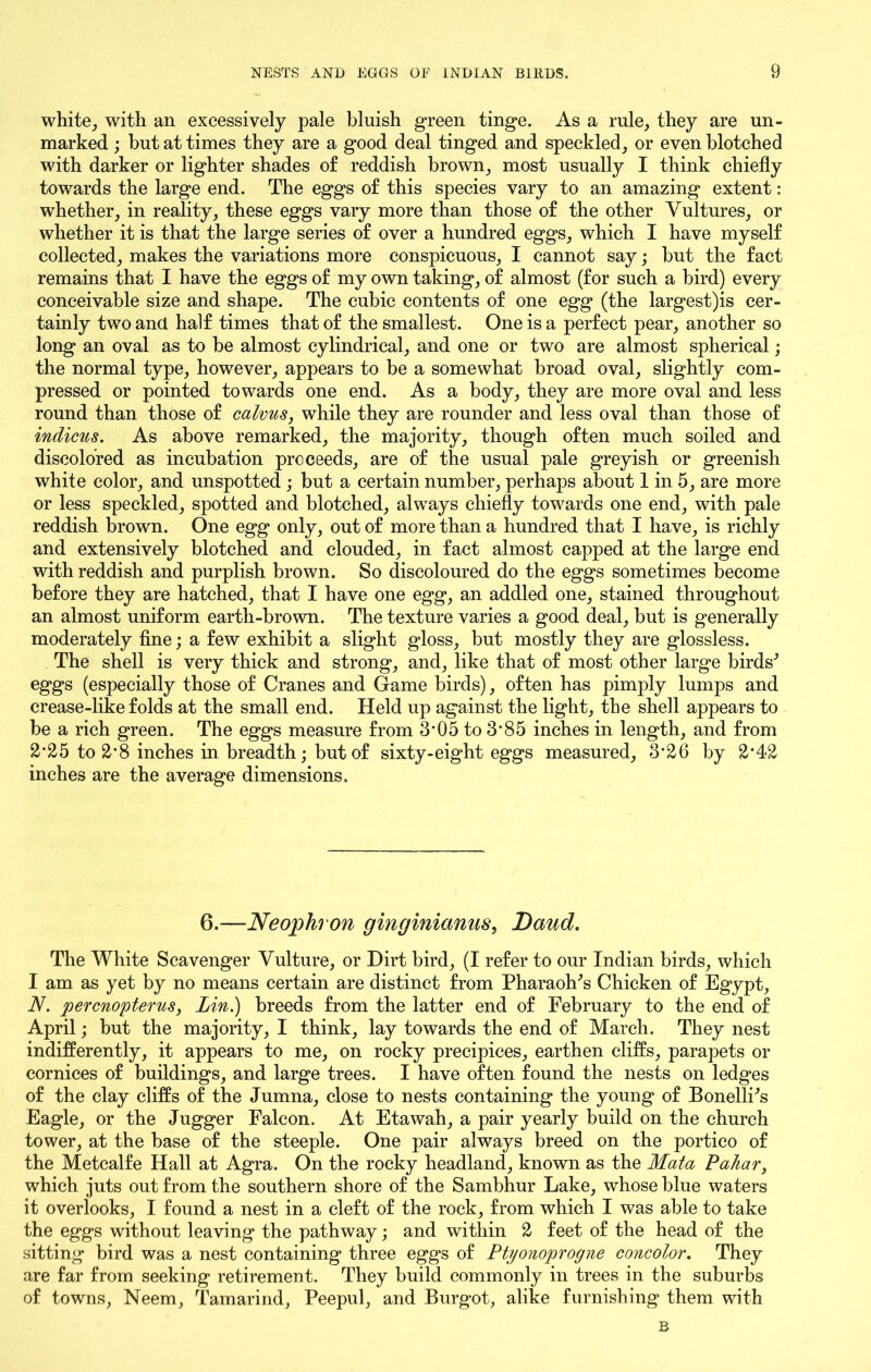 white, with an excessively pale bluish green tinge. As a rale, they are un- marked ; hut at times they are a good deal tinged and speckled, or even blotched with darker or lighter shades of reddish brown, most usually I think chiefly towards the large end. The eggs of this species vary to an amazing extent: whether, in reality, these eggs vary more than those of the other Vultures, or whether it is that the large series of over a hundred eggs, which I have myself collected, makes the variations more conspicuous, I cannot say; but the fact remains that I have the eggs of my own taking, of almost (for such a bird) every conceivable size and shape. The cubic contents of one egg (the largest)is cer- tainly two and half times that of the smallest. One is a perfect pear, another so long an oval as to be almost cylindrical, and one or two are almost spherical; the normal type, however, appears to be a somewhat broad oval, slightly com- pressed or pointed towards one end. As a body, they are more oval and less round than those of calvus, while they are rounder and less oval than those of indicus. As above remarked, the majority, though often much soiled and discolored as incubation proceeds, are of the usual pale greyish or greenish white color, and unspotted; but a certain number, perhaps about 1 in 5, are more or less speckled, spotted and blotched, always chiefly towards one end, with pale reddish brown. One egg only, out of more than a hundred that I have, is richly and extensively blotched and clouded, in fact almost capped at the large end with reddish and purplish brown. So discoloured do the eggs sometimes become before they are hatched, that I have one egg, an addled one, stained throughout an almost uniform earth-brown. The texture varies a good deal, but is generally moderately fine; a few exhibit a slight gloss, but mostly they are glossless. The shell is very thick and strong, and, like that of most other large birds'’ eggs (especially those of Cranes and Game birds), often has pimply lumps and crease-like folds at the small end. Held up against the light, the shell appears to be a rich green. The eggs measure from 3’05 to 3*85 inches in length, and from 2*25 to 2’8 inches in breadth; but of sixty-eight eggs measured, 3‘26 by 2*42 inches are the average dimensions. 6.—Neophron ginginianus, Daud. The White Scavenger Vulture, or Dirt bird, (I refer to our Indian birds, which I am as yet by no means certain are distinct from Pharaoh's Chicken of Egypt, N. percnopterus, Lin.) breeds from the latter end of February to the end of April; but the majority, I think, lay towards the end of March. They nest indifferently, it appears to me, on rocky precipices, earthen cliffs, parapets or cornices of buildings, and large trees. I have often found the nests on ledges of the clay cliffs of the Jumna, close to nests containing the young of Bonelli's Eagle, or the Jugger Falcon. At Etawah, a pair yearly build on the church tower, at the base of the steeple. One pair always breed on the portico of the Metcalfe Hall at Agra. On the rocky headland, known as the Mata Pahar, which juts out from the southern shore of the Sambhur Lake, whose blue waters it overlooks, I found a nest in a cleft of the rock, from which I was able to take the eggs without leaving the pathway; and within 2 feet of the head of the sitting bird was a nest containing three eggs of Ptyonoprogne concolor. They are far from seeking retirement. They build commonly in trees in the suburbs of towns, Neem, Tamarind, Peepul, and Burgot, alike furnishing them with B