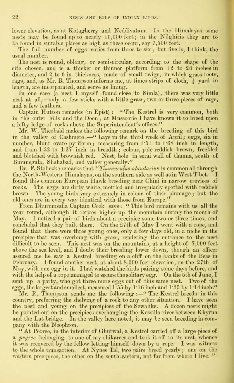lower elevation, as at Kotagherry and Neddivatam. In the Himalayas some nests may he found up to nearly 10,000 feet; in the Nilgliiris they are to be found in suitable places as high as these occur, say 7,500 feet. The full number of eggs varies from three to six; but five is, I think, the usual number. The nest is round, oblong, or semi-circular, according to the shape of the site chosen, and is a thicker or thinner platform from 12 to 20 inches in diameter, and 2 to 6 in thickness, made of small twigs, in which grass roots, rags, and, as Mr. It. Thompson informs me, at times strips of cloth, \ yard in length, are incorporated, and serve as lining. In one case (a nest I myself found close to Simla), there was very little nest at all,—only a few sticks with a little grass, two or three pieces of rags, and a few feathers. Captain Hutton remarks (in Epist) : “ The Kestrel is very common, both in the outer hills and the Doon; at Mussoorie I have known it to breed upon a lofty ledge of rocks above the Superintendent's offices. Mr. W. Theobald makes the following remark on the breeding of this bird in the valley of Cashmere :—“ Lays in the third week of April; eggs, six in number, blunt ovato pyriform; measuring from 1‘51 to 1*68 inch in length, and from 1*22 to L27 inch in breadth ; colour, pale reddish brown, freckled and blotched with brownish red. Nest, hole in serai wall of thanna, south of Buranegala, Shahabad, and valley generally. Dr. F. Stoliczka remarks that “ Tinnuncnlus alandarlus is common all through the North-Western Himalayas, on the southern side as well as in West Tibet. I found this common European Hawk breeding near Chini in narrow crevices of rocks. The eggs are dirty white, mottled and irregularly spotted with reddish brown. The young birds vary extremely in colour of their plumage; but the old ones are in every way identical with those from Europe. From Dhurumsalla Captain Cock says : “ This bird remains with us all the year round, although it retires higher up the mountain during the month of May. I noticed a pair of birds about a precipice some two or three times, and concluded that they built there. On the 27th of May I went with a rope, and found that there were three young ones, only a few days old, in a niche in the precipice that was overhung with grass, rendering the entrance to the nest difficult to be seen. This nest was on the mountains, at a height of 7,000 feet above the sea level, and I doubt their breeding lower down, though an officer assured me he saw a Kestrel breeding on a cliff on the banks of the Beas in February. I found another nest, at about 8,000 feet elevation, on the 27th of May, with one egg in it. I had watched the birds pairing some days before, and with the help of a rope managed to secure the solitary egg. On the 5th of June, I sent up a party, who got three more eggs out of this same nest. Two of the eggs, the largest and smallest, measured 1*55 by 1T6 inch and F35 by 1*14 inch. Mr. R. Thompson sends me the following :—“ The Kestrel breeds in this country, preferring the shelving of a rock to any other situation. I have seen the nest and young on the precipices of the Sewaliks. A dozen nests might be pointed out on the precipices overhanging the Kossilla river between Khyrna and the Lat bridge. In the valley here noted, it may be seen breeding in com- pany with the Neophron. “ At Pooree, in the interior of Ghurwal, a Kestrel carried off a large piece of a pugree belonging to one of my shikarees and took it off to its nest, whence it was recovered by the fellow letting himself down by a rope. I was witness to the whole transaction. At Nynee Tal, two pairs breed yearly; one on the western precipices, the other on the south-eastern, not far from where I live. 