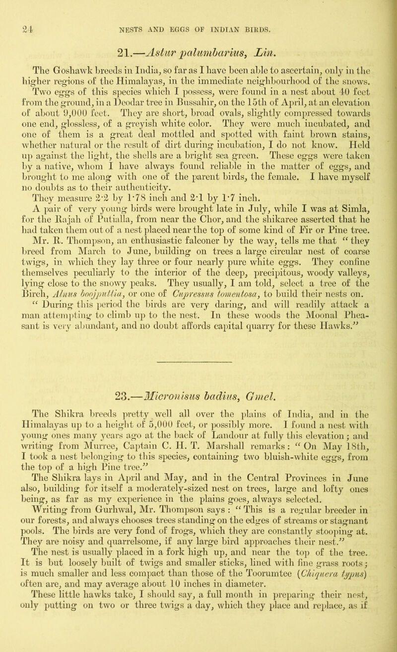 21.— Astur palumbctrius, Lin. The Goshawk breeds in India, so far as I have been able to ascertain, only in the higher regions of the Himalayas, in the immediate neighbourhood of the snows. Two eggs of this species which I possess, were found in a nest about 40 feet from the ground, in a Deodar tree in Bussahir, on the 15th of April, at an elevation of about 9,000 feet. They are short, broad ovals, slightly compressed towards one end, glossless, of a greyish white color. They were much incubated, and one of them is a great deal mottled and spotted with faint brown stains, whether natural or the result of dirt during incubation, I do not know. Held up against the light, the shells are a bright sea green. These eggs were taken by a native, whom I have always found reliable in the matter of eggs, and brought to me along with one of the parent birds, the female. I have myself no doubts as to their authenticity. They measure 2*2 by 1*78 inch and 2T by 1’7 inch. A pair of very young birds were brought late in July, while I was at Simla, for the Rajah of Putialla, from near the Clior, and the shikaree asserted that he had taken them out of a nest placed near the top of some kind of Fir or Pine tree. Mr. R. Thompson, an enthusiastic falconer by the way, tells me that “ they breed from March to June, building on trees a large circular nest of coarse twigs, in which they lay three or four nearly pure white eggs. They coniine themselves peculiarly to the interior of the deep, precipitous, woody valleys, lying close to the snowy peaks. They usually, I am told, select a tree of the Birch, Alnus boojputtia, or one of Cupressus tomentosa, to build their nests on. “ During this period the birds are very daring, and will readily attack a man attempting to climb up to the nest. In these woods the Moonal Phea- sant is very abundant, and no doubt affords capital quarry for these Hawks.” 23.—Micronisus badius, Gmel. The Sliikra breeds pretty well all over the plains of India, and in the Himalayas up to a height of 5,000 feet, or possibly more. I found a nest with young ones many years ago at the back of Landour at fully this elevation; and writing from Murree, Captain C. H. T. Marshall remarks: “ On May 18th, I took a nest belonging to this species, containing two bluish-white eggs, from the top of a high Pine tree.” The Sliikra lays in April and May, and in the Central Provinces in June also, building for itself a moderately-sized nest on trees, large and lofty ones being, as far as my experience in the plains goes, always selected. Writing from Gurhwal, Mr. Thompson says : “ This is a regular breeder in our forests, and always chooses trees standing on the edges of streams or stagnant pools. The birds are very fond of frogs, which they are constantly stooping at. They are noisy and quarrelsome, if any large bird approaches their nest.” The nest is usually placed in a fork high up, and near the top of the tree. It is but loosely built of twigs and smaller sticks, lined with fine grass roots; is much smaller and less compact than those of the Toorumtee (Chiquera t/jpus) often are, and may average about 10 inches in diameter. These little hawks take, I should say, a full month in preparing their nest, only putting on two or three twigs a day, which they place and replace, as if