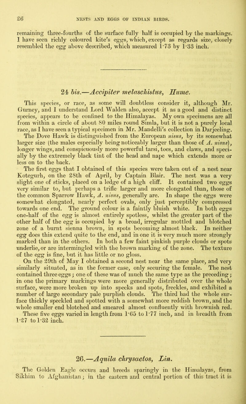 remaining three-fourths of the surface fully half is occupied by the markings. I have seen richly coloured kite^s eggs, which, except as regards size, closely resembled the egg above described, which measured L73 by 1*33 inch. 24 bis.—Accipiter melaschistus, Hume. This species, or race, as some will doubtless consider it, although Mr. Gurney, and I understand Lord Walden also, accept it as a good and distinct species, appears to be confined to the Himalayas. My own specimens are all from within a circle of about 80 miles round Simla, but it is not a purely local race, as I have seen a typical specimen in Mr. Mandellks collection in Darjeeling. The Dove Hawk is distinguished from the European nisus, by its somewhat larger size (the males especially being noticeably larger than those of A. nisus), longer wings, and conspicuously more powerful tarsi, toes, and claws, and speci- ally by the extremely black tint of the head and nape which extends more or less on to the back. The first eggs that I obtained of this species were taken out of a nest near Kotegurh, on the 28th of April, by Captain Blair. The nest was a very slight one of sticks, placed on a ledge of a high cliff. It contained two eggs very similar to, but perhaps a trifle larger and more elongated than, those of the common Sparrow Hawk, A. nisus, generally are. In shape the eggs were somewhat elongated, nearly perfect ovals, only just perceptibly compressed towards one end. The ground colour is a faintly bluish white. In both eggs one-half of the egg is almost entirely spotless, whilst the greater part of the other half of the egg is occupied by a broad, irregular mottled and blotched zone of a burnt sienna brown, in spots becoming almost black. In neither egg does this extend quite to the end, and in one it is very much more strongly marked than in the others. In both a few faint pinkish purple clouds or spots underlie, or are intermingled with the brown marking of the zone. The texture of the egg is fine, but it has little or no gloss. On the 29th of May I obtained a second nest near the same place, and very similarly situated, as in the former case, only securing the female. The nest contained three eggs; one of these was of much the same type as the preceding; in one the primary markings were more generally distributed over the whole surface, were more broken up into specks and spots, freckles, and exhibited a number of large secondary pale purplish clouds. The third had the whole sur- face thickly speckled and spotted with a somewhat more reddish brown, and the whole smaller end blotched and smeared almost confluently with brownish red. These five eggs varied in length from 1*65 to 1*77 inch, and in breadth from 1*27 to 1*32 inch. 26.—Aquila clirysaetos, Lin. The Golden Eagle occurs and breeds sparingly in the Himalayas, from Sikhim to Afghanistan; in the eastern and central portion of this tract it is