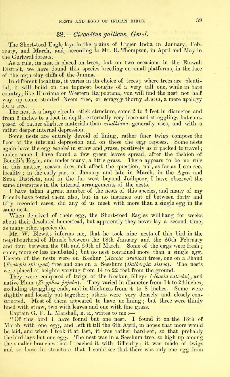 38.— Circaetus galliens, Gmel. The Short-toed Eagle lays in the plains of Upper India in January, Feb- ruary, and March, and, according to Mr. It. Thompson, in April and May in the Gurhwal forests. As a rule, its nest is placed on trees, but on two occasions in the Etawah District, we have found this species breeding on small platforms, in the face of the high clay cliffs of the Jumna. In different localities, it varies in its choice of trees; where trees are plenti- ful, it will build on the topmost boughs of a very tall one, while in bare country, like Hurriana or Western Bajpootana, yon will find the nest not half way up some stunted Neem tree, or scraggy thorny Acacia, a mere apology for a tree. The nest is a large circular stick structure, some 2 to 3 feet in diameter and from 6 inches to a foot in depth, externally very loose and straggling, but com- posed of rather slighter materials than vindhiana generally uses, and with a rather deeper internal depression. Some nests are entirely devoid of lining, rather finer twigs compose the floor of the internal depression and on these the egg reposes. Some nests again have the egg bedded in straw and grass, positively as if packed to travel; under some I have found a few green leaves spread, after the fashion of BonellFs Eagle, and under many, a little grass. There appears to be no rule in this matter, season does not affect the question, nor, as far as I can see, locality; in the early part of January and late in March, in the Agra and Sirsa Districts, and in the far west beyond Jodhpoor, I have observed the same diversities in the internal arrangements of the nests. I have taken a great number of the nests of this species, and many of my friends have found them also, but in no instance out of between forty and fifty recorded cases, did any of us meet with more than a single egg in the same nest. When deprived of their egg, the Short-toed Eagles will hang for weeks about their desolated homestead, but apparently they never lay a second time, as many other species do. Mr. W. Blewitt informs me, that he took nine nests of this bird in the neighbourhood of Hansie between the 18th January and the 26th February and four between the 6th and 26th of March. Some of the eggs were fresh ; some, more or less incubated; but no nest contained more than a single egg. Eleven of the nests were on Keekur (Acacia arabica) trees, one on a Jhand (Prosopis spielg no) tree and one on a S eeshum (Da lb erg ia sissoo). The nests were placed at heights varying from 14 to 22 feet from the ground. They were composed of twigs of the Keekur, Klieyr (Acacia catechu), and native Plum (Zizyphus jujuba). They varied in diameter from 14 to 24 inches, excluding straggling ends, and in thickness from 4 to 8 inches. Some were slightly and loosely put together; others were very densely and closely con- structed. Most of them appeared to have no lining; but three were thinly lined with straw, two with leaves and one with fine grass. Captain G. F. L. Marshall, r. e., writes to me :— “ Of this bird I have found but one nest. I found it on the 13tli of March with one egg, and left it till the 6th April, in hopes that more would be laid, and when I took it at last, it was rather hard-set, so that probably the bird lays but one egg. The nest was in a Seeshum tree, so high up among the smaller branches that I reached it with difficulty; it was made of twigs and so loose in structure that I could see that there was only one egg from