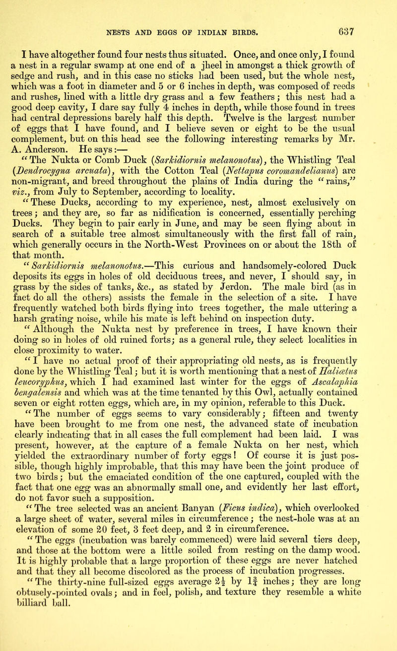 I have altogether found four nests thus situated. Once, and once only, I found a nest in a regular swamp at one end of a jheel in amongst a thick growth of sedge and rush, and in this case no sticks had been used, but the whole nest, which was a foot in diameter and 5 or 6 inches in depth, was composed of reeds and rushes, lined with a little dry grass and a few feathers; this nest had a good deep cavity, I dare say fully 4 inches in depth, while those found in trees had central depressions barely half this depth. Twelve is the largest number of eggs that I have found, and I believe seven or eight to be the usual complement, but on this head see the following interesting remarks by Mr. A. Anderson. He says:— “ The Nukta or Comb Duck (SarJcidiornis melanonotus), the Whistling Teal (JDendrocygna arcuata), with the Cotton Teal (Nettapus coromandelianus) are non-migrant, and breed throughout the plains of India during the “ rains/J viz., from July to September, according to locality. “ These Ducks, according to my experience, nest, almost exclusively on trees; and they are, so far as nidification is concerned, essentially perching Ducks. They begin to pair early in June, and may be seen flying about in search of a suitable tree almost simultaneously with the first fall of rain, which generally occurs in the North-West Provinces on or about the 18th of that month. “SarJcidiornis melanonotus.—This curious and handsomely-colored Duck deposits its eggs in holes of old deciduous trees, and never, I should say, in grass by the sides of tanks, &c., as stated by Jerdon. The male bird (as in fact do all the others) assists the female in the selection of a site. I have frequently watched both birds flying into trees together, the male uttering a harsh grating noise, while his mate is left behind on inspection duty. “ Although the Nukta nest by preference in trees, I have known their doing so in holes of old ruined forts; as a general rule, they select localities in close proximity to water. “ I have no actual proof of their appropriating old nests, as is frequently done by the Whistling Teal; but it is worth mentioning that a nest of Halieetus leucorypJms, which I had examined last winter for the eggs of Ascalaphia\ bengalensis and which was at the time tenanted by this Owl, actually contained seven or eight rotten eggs, which are, in my opinion, referable to this Duck. “ The number of eggs seems to vary considerably; fifteen and twenty have been brought to me from one nest, the advanced state of incubation clearly indicating that in all cases the full complement had been laid. I was present, however, at the capture of a female Nukta on her nest, which yielded the extraordinary number of forty eggs! Of course it is just pos- sible, though highly improbable, that this may have been the joint produce of two birds; but the emaciated condition of the one captured, coupled with the fact that one egg was an abnormally small one, and evidently her last effort, do not favor such a supposition. “ The tree selected was an ancient Banyan (Ficus indica), which overlooked a large sheet of water, several miles in circumference; the nest-hole was at an elevation of some 20 feet, 3 feet deep, and 2 in circumference. “ The eggs (incubation was barely commenced) were laid several tiers deep, and those at the bottom were a little soiled from resting on the damp wood. It is highly probable that a large proportion of these eggs are never hatched and that they all become discolored as the process of incubation progresses. “The thirty-nine full-sized eggs average 2| by If inches; they are long obtusely-pointed ovals; and in feel, polish, and texture they resemble a white billiard ball.