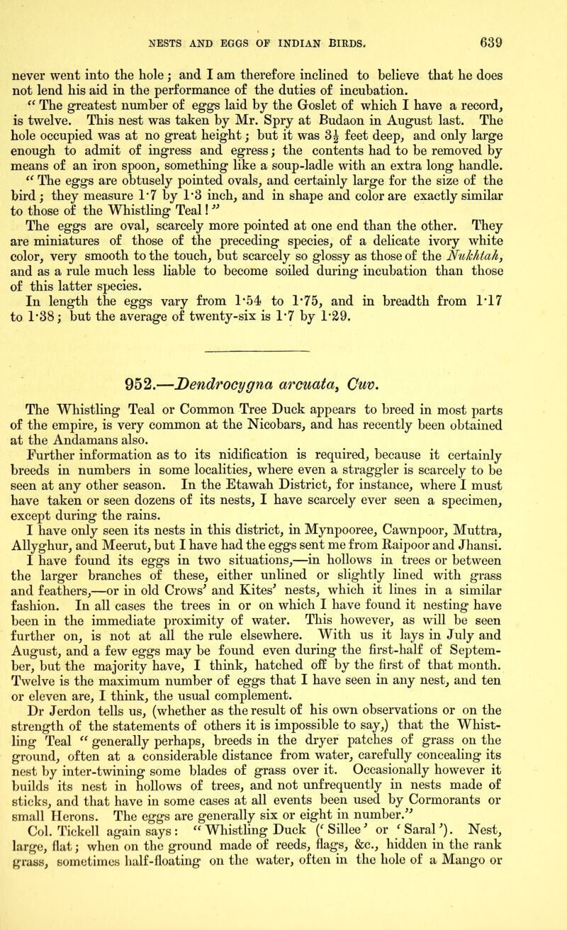 never went into the hole ; and I am therefore inclined to believe that he does not lend his aid in the performance of the duties of incubation. “ The greatest number of eggs laid by the Goslet of which I have a record, is twelve. This nest was taken by Mr. Spry at Budaon in August last. The hole occupied was at no great height; but it was 3J feet deep, and only large enough to admit of ingress and egress; the contents had to be removed by means of an iron spoon, something like a soup-ladle with an extra long handle. “ The eggs are obtusely pointed ovals, and certainly large for the size of the bird; they measure 1*7 by 1*3 inch, and in shape and color are exactly similar to those of the Whistling Teal! The eggs are oval, scarcely more pointed at one end than the other. They are miniatures of those of the preceding species, of a delicate ivory white color, very smooth to the touch, but scarcely so glossy as those of the Nukhtah, and as a rule much less liable to become soiled during incubation than those of this latter species. In length the eggs vary from T54 to 1*75, and in breadth from IT7 to T38; but the average of twenty-six is 1*7 by 1*29. 952.—Dendrocygna arcuata, Cuv. The Whistling Teal or Common Tree Duck appears to breed in most parts of the empire, is very common at the Nicobars, and has recently been obtained at the Andamans also. Further information as to its nidification is required, because it certainly breeds in numbers in some localities, where even a straggler is scarcely to be seen at any other season. In the Etawah District, for instance, where I must have taken or seen dozens of its nests, I have scarcely ever seen a specimen, except during the rains. I have only seen its nests in this district, in Mynpooree, Cawnpoor, Muttra, Allyghur, and Meerut, but I have had the eggs sent me from Raipoor and Jhansi. I have found its eggs in two situations,—in hollows in trees or between the larger branches of these, either unlined or slightly lined with grass and feathers,—or in old Crows' and Kites' nests, which it lines in a similar fashion. In all cases the trees in or on which I have found it nesting have been in the immediate proximity of water. This however, as will be seen further on, is not at all the rule elsewhere. With us it lays in July and August, and a few eggs may be found even during the first-half of Septem- ber, but the majority have, I think, hatched off by the first of that month. Twelve is the maximum number of eggs that I have seen in any nest, and ten or eleven are, I think, the usual complement. Dr Jerdon tells us, (whether as the result of his own observations or on the strength of the statements of others it is impossible to say,) that the Whist- ling Teal “ generally perhaps, breeds in the dryer patches of grass on the ground, often at a considerable distance from water, carefully concealing its nest by inter-twining some blades of grass over it. Occasionally however it builds its nest in hollows of trees, and not unfrequently in nests made of sticks, and that have in some cases at all events been used by Cormorants or small Herons. The eggs are generally six or eight in number. Col. Tickell again says : “ Whistling Duck (f Sillee' or ' Saral'). Nest, large, flat; when on the ground made of reeds, flags, &c., hidden in the rank grass, sometimes half-floating on the water, often in the hole of a Mango or