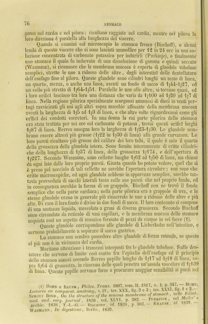 gonsi nel cardia c viel piloro; risullano raggiate viel cardia, mentre nel piloro la loro direzione ö paralella alla lunghezza del viscere. Quando si esaraini col microscopio lo stomaco fresco (BischofF), o alcuni lenvbi di questo viscere che si sono lasciati amraollire per 12 in 24 ore in una so- luzione concentrata di carbonato potassico per indurirli (Purkinje), o fmalniente nno stomaco il quäle fu imbevuto di una dissoluzione di gomma e qiiindi seccato (Wasmann), si riconosce che la membrana mucosa b coperta di glandole tubolose senvplici, strette le une a ridosso delle altre, dagli interstizl delle dentellature dell’esofago fino al piloro. Queste glandole sono cilindri lunghi un sesto di linea, un quarlo, mezza, o anche una linea, aventi un fondo di sacco di 1244-1/27, cd ml collopifv stretto di 1/64-1/51. Paralelle le une alle altre, sitoccano quasi, ed i loro orifici lasciano tra loro una distanza che varia da 1/100 ad 1/20 ad 1/7 di linea. Nella regione pilorica specialmente scorgonsi ammassi di dieci in venti per- tugi ravvicinati gli uni agli altri sopra macchie affossate della membrana mucosa aventi la larghezza di 1/5 ad 1/3 di linea, e che altre volte riguardavansi come gli orttici dei condotti escretori. In una donna la cui parte pilorica dello stomaco cra stata trattata per sei ore col carbonato di potassa, trovai questi orifici larghi 1/87 di linea. Berres assegna loro la larghezza di 1/23-1/30. Le glandole sem- brano essere altresi piiv grosse (1/22 in 1/30 di linea) alla grande curvatura. Le loro pareti risultano piü grosse del calibro dei loro tubi, il quäle e solo il quarto della grossezza della glandola intera. Sono formte internamente di critte cilindri- che della lunghezza di 1/37 di linea, della grossezza 1/174, e dell’apertura di 1/227. Secondo Wasmann, sono cellette lunghe 1/62 ad 1/50 di linea, machiuse da ogni lato dalle loro proprie pareti. Giusta quanto ho potuto vedere, qucl che si b preso pel nocciolo di tali cellette ne sarebbe l’apertura circolare; non sono che critte microscopiche, ed ogni glandola sebbene in apparenza semplice, sarebbe lut- tavia provveduta di sacchi laterali tanto sulle sue pareti che viel proprio fondo, ed in conseguenza avrebbe la forma di un grappolo. BischofF non ne trovö il fondo semplice che nella parte cardiaca; nella parte pilorica cra a grappolo di uva, c le stesse glandole erano in generale piü rinserrate le une a ridosso delle altre e piü alte. Di raro il loro fondo b diviso in due fondi di sacco. Il loro contenuto si compone di una sostanza liquida, mescolata a grani di diversa grossezza. Secondo BischofF sono circondate da reticolo di vasi capillari, e la membrana mucosa dello stomaco acquista cosi un aspetto di musaico formato di pczzi da cin'que in sei faccc (1). Queste glandole corrispondono alle glandole di Lieberkuhn neH’intestino, c servono probabilmcntc a separare il succo gastrico. Lo stomaco non sembra possedere altre glandole di forma rotonda, sc questo al piü non b in vicinanza del cardia. Meritano attenzione i tramezzi interposti fra le glandole tubolose. Sulle den- tature che servono di limite cosl csatlo fra l’epitelio dell’esofago ed il principio dello stomaco sonovi secondo Berres papille lunghe da 1/17 ad 1/18 di linea, so- pra 1/64 di grossezza, in ciascuna delle quali penetra un’ansula vascolare di 1/130 di linea. Queste papille servono forsc a procurarc maggior sensibilita ai punli nci (1) UoM] Lvclures on öi'Borr Bovi) med. and. su,.,. iUu...u., muu, ..... Archiv. 1838, T.-L.-fr.— Itiscnori', id. 1838, p. 303.■ Khai’SE Wasmann, I>c digeslionc, Berlin, 1830. l'SE , id. 1830. —