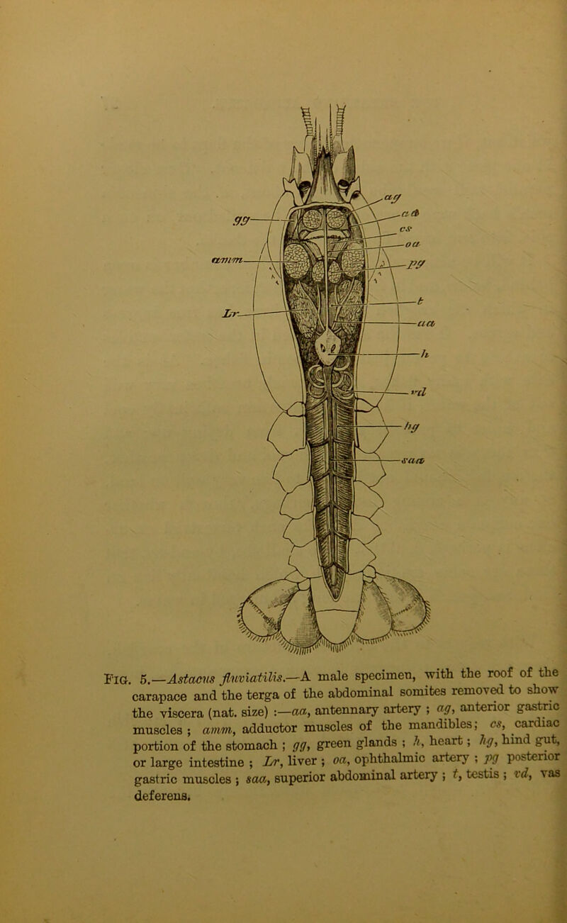 Fig. 6.—Astacns fluviatiUs.—A male specimen, with the roof of the carapace and the terga of the abdominal somites remov^ to show the viscera (nat. size) :—aa, antennary artery ; ag, anterior gastnc muscles ; anim, adductor muscles of the mandibles; cs, cardiac portion of the stomach ; gg, green glands ; A, heart; hg, hind gut, or large intestine ; Lr, liver ; oa, ophthalmic artery ; pg posterior gastric muscles ; saa, superior abdominal artery ; f, testis ; vd, vas deferens.