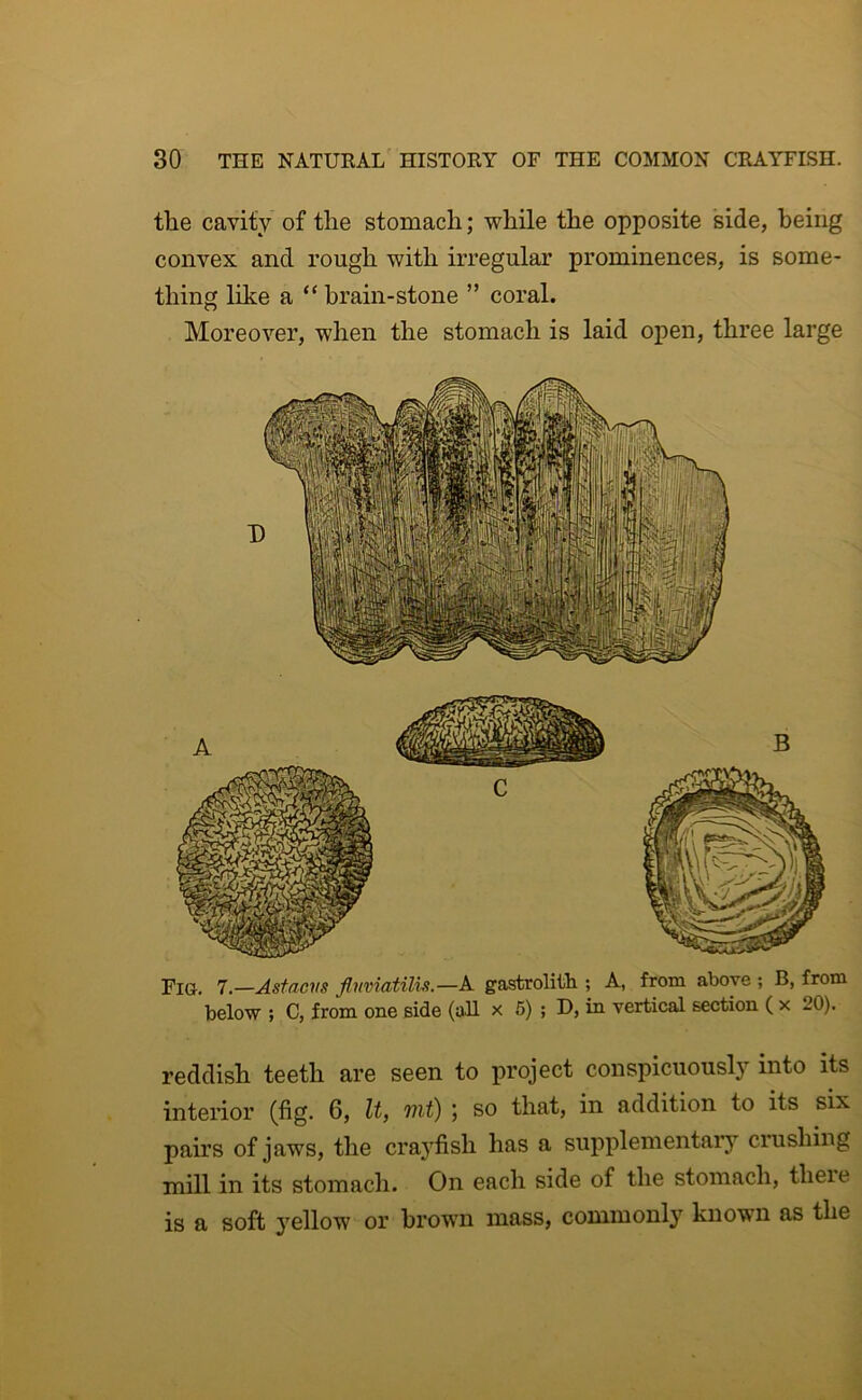 tlie cavity of the stomach; while the opposite side, being convex and rough with irregular prominences, is some- thing like a “ brain-stone ” coral. Moreover, when the stomach is laid open, three large Fig. 7.—Asfdcvs flmiatilis.—A gastroliiib.; A, from above ; B, from below ; C, from one side (all x 6) ; D, in vertical section ( x 20). reddish teeth are seen to project conspicuously into its interior (fig. 6, It, mt) ; so that, in addition to its six pairs of jaws, the crayfish has a supplementaiy crushing mill in its stomach. On each side of the stomach, theie is a soft yellow or brown mass, commonly known as the