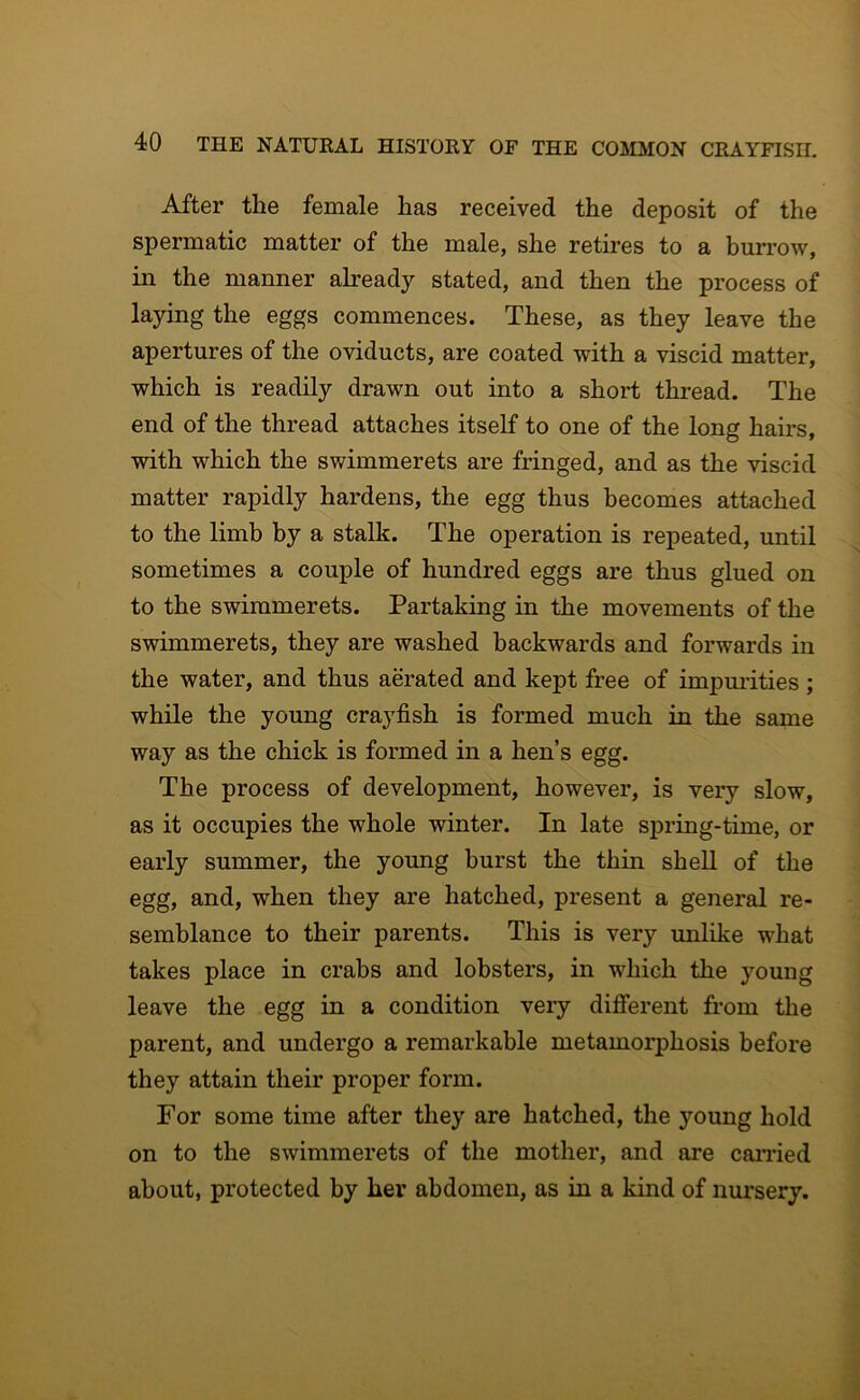 After the female has received the deposit of the spermatic matter of the male, she retires to a burrow, in the manner already stated, and then the process of laying the eggs commences. These, as they leave the apertures of the oviducts, are coated with a viscid matter, which is readily drawn out into a short thread. The end of the thread attaches itself to one of the long hairs, with which the swimmerets are fringed, and as the viscid matter rapidly hardens, the egg thus becomes attached to the limb by a stalk. The operation is repeated, until sometimes a couple of hundred eggs are thus glued on to the swimmerets. Partaking in the movements of the swimmerets, they are washed backwards and forwards in the water, and thus aerated and kept free of impurities ; while the young crayfish is formed much in the same way as the chick is formed in a hen’s egg. The process of development, however, is very slow, as it occupies the whole winter. In late spring-time, or early summer, the young burst the thin shell of the egg, and, when they are hatched, present a general re- semblance to their parents. This is very unlike what takes place in crabs and lobsters, in which the young leave the egg in a condition very different from the parent, and undergo a remarkable metamorphosis before they attain their proper form. For some time after they are hatched, the young hold on to the swimmerets of the mother, and are canded about, protected by her abdomen, as in a kind of nursery.