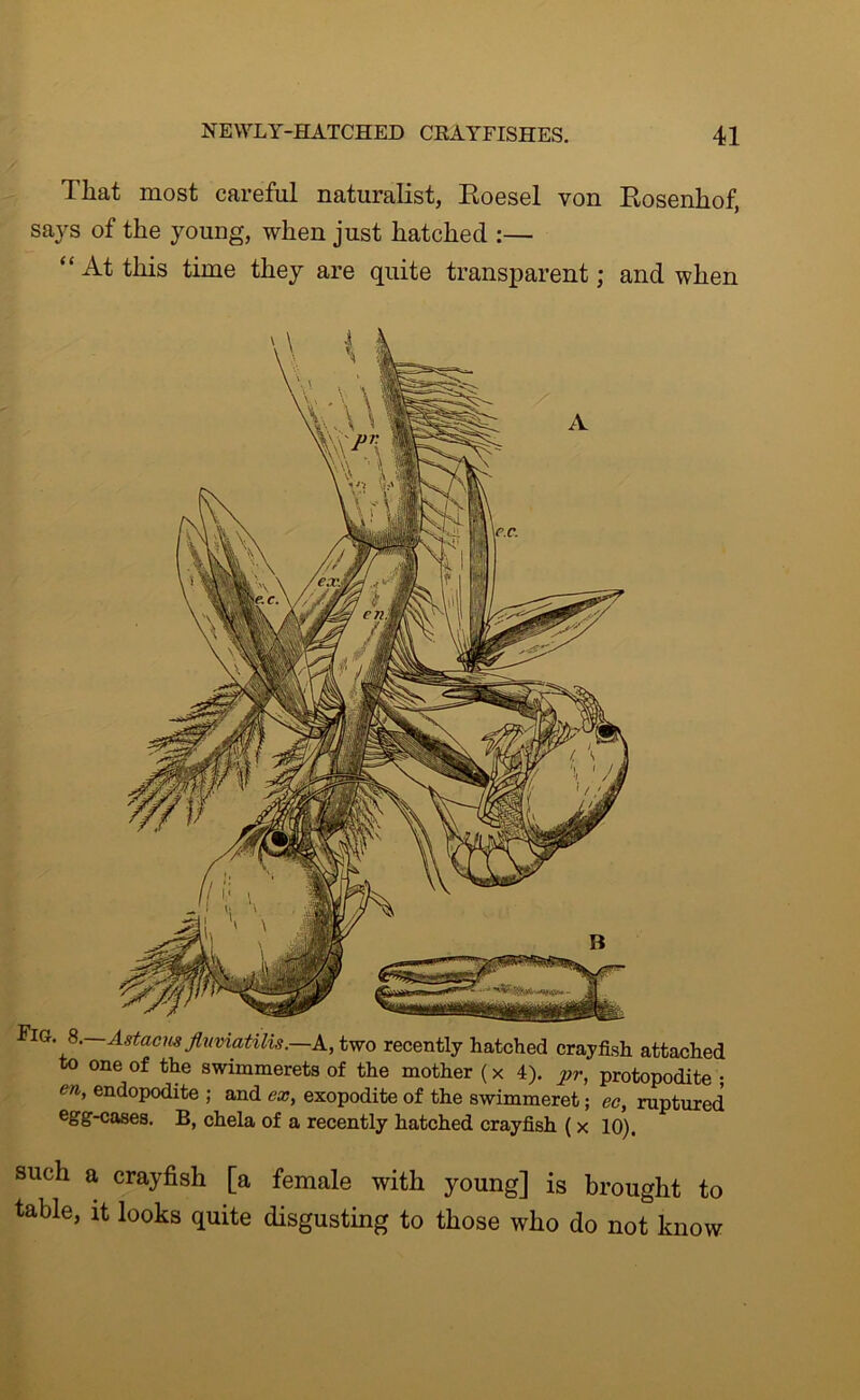 That most careful naturalist, Eoesel von Kosenhof, says of the young, when just hatched :— “ At this time they are quite transparent; and when ^.—Astacm flnmatilis.—k, two recently hatched crayfish attached to one of the swimmerets of the mother (x 4). pr, protopodite ; en, endopodite ; and ex, exopodite of the swimmeret; ec, ruptured egg-cases. B, chela of a recently hatched crayfish (x 10). such a crayfish [a female with young] is brought to table, it looks quite disgusting to those who do not know