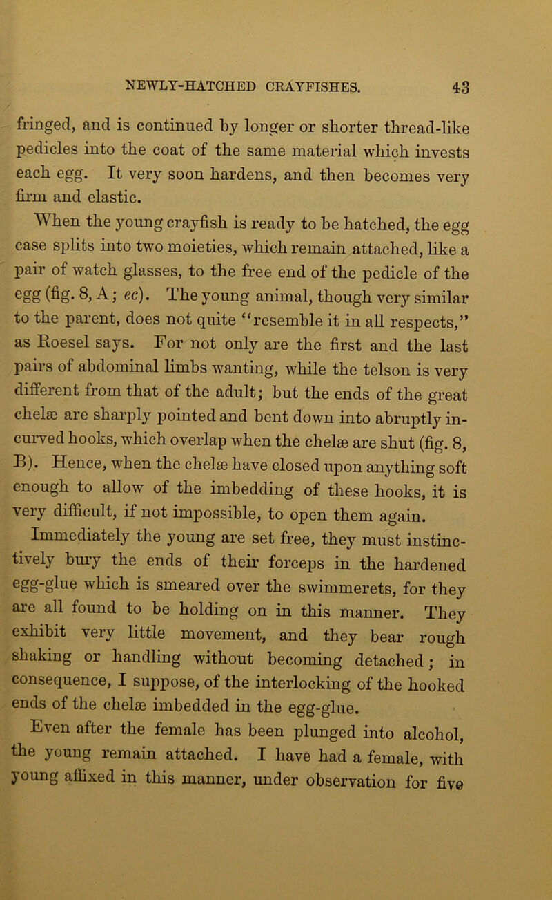 fringed, and is continued by longer or shorter thread-like pedicles into the coat of the same material which invests each egg. It very soon hardens, and then becomes very firm and elastic. When the young crayfish is ready to be hatched, the egg case sphts into two moieties, which remain attached, like a pair of watch glasses, to the free end of the pedicle of the ^ j The young animal, though very similar to the parent, does not quite “resemble it in all respects,” as Roesel says. For not only are the first and the last pairs of abdominal limbs wanting, while the telson is very different from that of the adult; but the ends of the great chelee are sharply pointed and bent down into abruptly in- curved hooks, which overlap when the chelae are shut (fig. 8, B). Hence, when the chelae have closed upon anything soft enough to allow of the imbedding of these hooks, it is very difficult, if not impossible, to open them again. Immediately the young are set free, they must instinc- tively bury the ends of their forceps in the hardened which is smeared over the swimmerets, for they are all found to be holding on in this manner. They exhibit very little movement, and they bear rough shaking or handling without becoming detached; in consequence, I suppose, of the interlocking of the hooked ends of the chelae imbedded in the egg-glue. Even after the female has been plunged into alcohol, the young remain attached. I have had a female, with young affixed in this manner, under observation for five