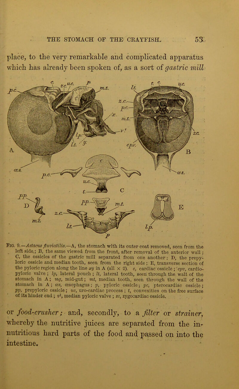 place, to tlie very remarkable and complicated apparatus which has already been spoken of, as a sort of gastric mill Fio. 9.—Astacus fluviatilis.—A, the stomach with its outer coat removed, seen from the left side.; B, the same viewed from the front, after removal of the anterior wall; C, the ossicles of the gastric mill separated from one another; D, tlie prepy- loric ossicle and median tooth, seen from the right side ; E, transverse section of the pyloric region along the line xy in A (all x 2). c, cardiac ossicle ;' cpv, cardio- pyloric valve ; Ip, lateral pouch ; It, lateral tooth, seen through the wall of the stomach in A; mg, mid-gut; mt, median tooth, seen through the wall of the stomach in A; ces, oesophagus; p, pyloric ossicle; pc, pterocardiac ossicle; pp, prepyloric ossicle; uc, uro-cardiae process ; t, convexities on the free surface of its hinder end; v^, median pyloric valve ; zc, zygocardiac ossicle. I or food-crusher; and, secondly, to a filter or strainer, whereby the nutritive juices are separated from the inr nutritious bard parts of the food and passed on into the intestine.