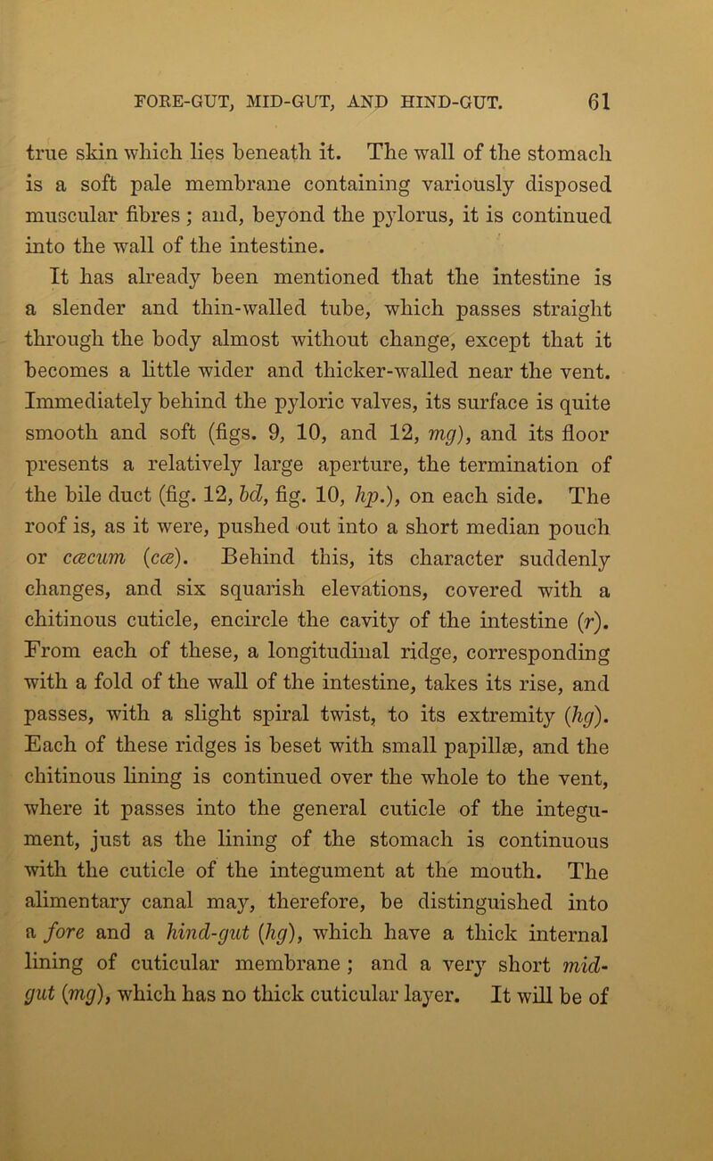 true skin wliich lies beneath it. The wall of the stomach is a soft pale membrane containing variously disposed muscular fibres ; and, beyond the pylorus, it is continued into the wall of the intestine. It has already been mentioned that the intestine is a slender and thin-walled tube, which passes straight through the body almost without change, except that it becomes a little wider and thicker-walled near the vent. Immediately behind the pyloric valves, its surface is quite smooth and soft (figs. 9, 10, and 12, mg), and its floor presents a relatively large aperture, the termination of the bile duct (fig. 12, hd, fig. 10, hp.), on each side. The roof is, as it were, pushed out into a short median pouch or ccecum (ccb). Behind this, its character suddenly changes, and six squarish elevations, covered with a chitinous cuticle, encircle the cavity of the intestine (r). From each of these, a longitudinal ridge, corresponding with a fold of the waU of the intestine, takes its rise, and passes, with a slight spiral twist, to its extremity (%). Each of these ridges is beset with small papillae, and the chitinous lining is continued over the whole to the vent, where it passes into the general cuticle of the integu- ment, just as the lining of the stomach is continuous with the cuticle of the integument at the mouth. The alimentary canal maj’’, therefore, be distinguished into a fore and a hind-gut {hg), which have a thick internal lining of cuticular membrane ; and a very short mid- gut {mg), which has no thick cuticular layer. It will be of