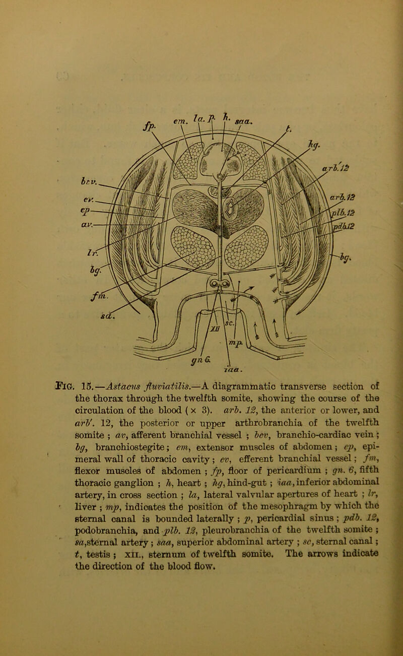 Pig. 15.—Astacus fluviatilis.—A diagrammatic transverse section of the thorax through the twelfth somite, showing the course of the circulation of the blood {x 3). ari. 12, the anterior or lower, and arV. 12, the posterior or upper arthrohranchia of the twelfth somite ; av, afferent branchial vessel ; }>ev, branchio-cardiac vein ; hg, branchiostegite; em, extensor muscles of abdomen; ep, epi- meral wall of thoracic cavity; ev, efferent branchial vessel; fm, flexor muscles of abdomen ; fp, floor of pericardium ; gn. 6, fifth thoracic ganglion ; A, heart ; Ag, hind-gut; iaa, inferior abdominal artery, in cross section ; la, lateral valvular apertures of heart ; Ir, ' liver ; mp, indicates the position of the mesophragm by which the sternal canal is bounded laterally ; p, pericardial sinus ; pdb. 18, podobranchia, and plb. 18, pleurobranchia of the twelfth somite ; m,sternal artery; saa, superior abdominal artery ; sc, sternal canal; t, testis ; xii., sternum of twelfth somite. The arrows indicate the direction of the blood flow.